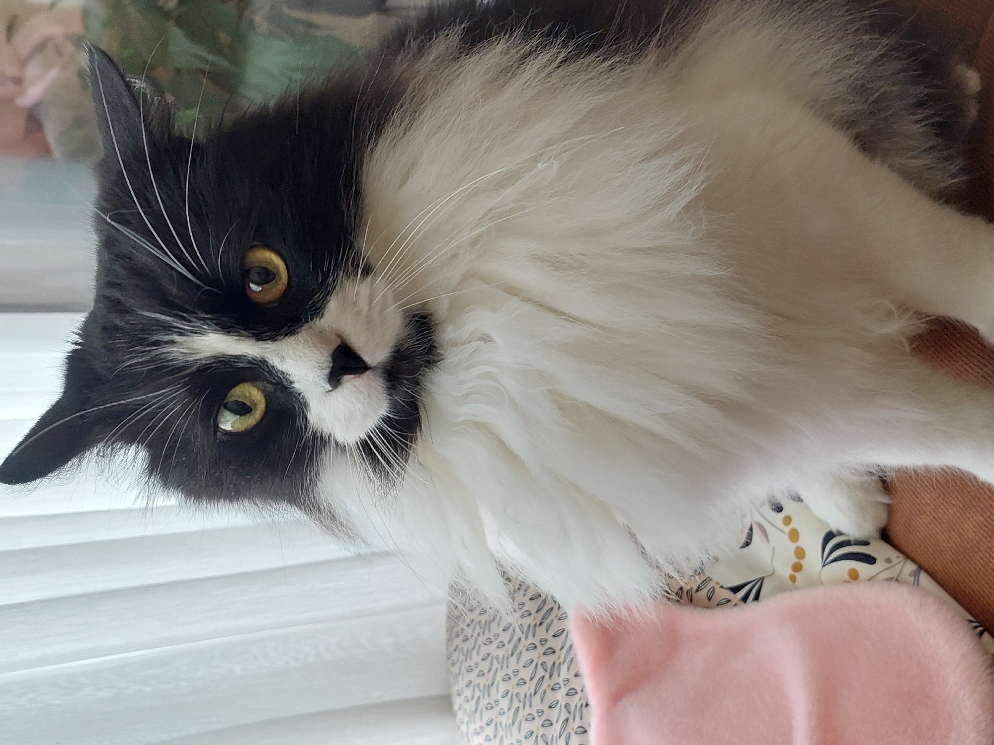 A black and white long-haired cat with yellow eyes is the central subject of the image. It is sitting on a patterned surface, which appears to be a cushion or blanket. To the left of the cat is a soft, pink object, possibly a blanket or toy. The background consists of white curtains on the left and a blurry green plant on the right, suggesting an indoor setting. The lighting is soft and diffused, likely from a window. There is no discernible location in Plovdiv, Bulgaria, or any specific environmental context that would indicate this city.
