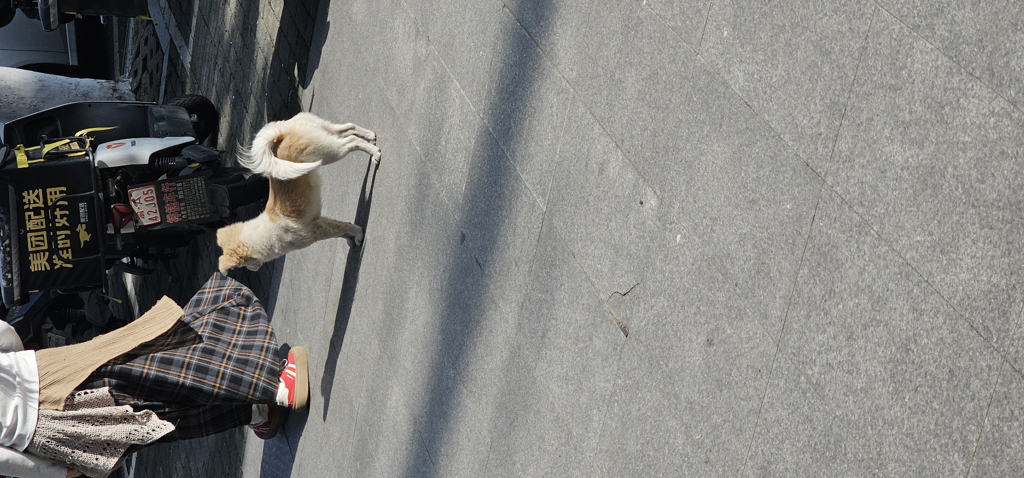 A sunny, outdoor scene features a light brown and white dog standing next to a woman on a gray tiled surface. The woman is wearing red sneakers, plaid pants, and a white shirt layered with a brown knit sweater and scarf. A black delivery scooter is parked nearby, with a license plate that reads "鄂 A 42J05." The scooter has a yellow and black delivery box with Chinese characters indicating "Meituan Delivery." The scene is likely located in the Jiulongpo District of China based on the license plate information. The text on the delivery box in Chinese translates to "Meituan Delivery is on Call." Other Chinese characters on the scooter suggest a vehicle rental service, with the listed phone numbers. The dog is in motion with its front paws lifted and its tail curved upward. The scene has a dynamic feel, with the sun casting shadows onto the pavement.