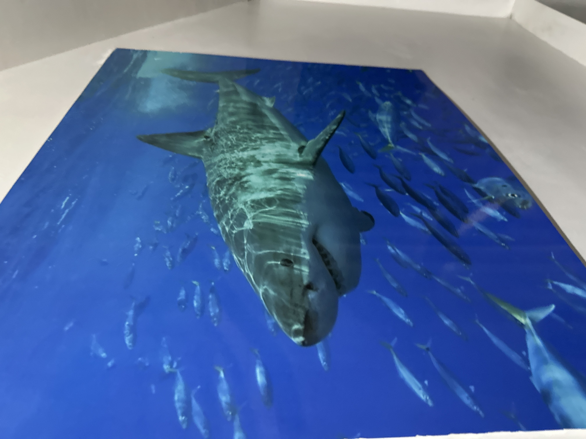 The image shows a large, glossy, likely laminated print of a great white shark swimming in a blue ocean, surrounded by schools of smaller fish. The print is laying on a flat surface and appears to be inside a building with white walls and ceiling. The image is likely located in Davao City, Philippines, based on implicit contextual knowledge. There is no evidence of people in the picture. The scene depicts an underwater environment captured on the print.