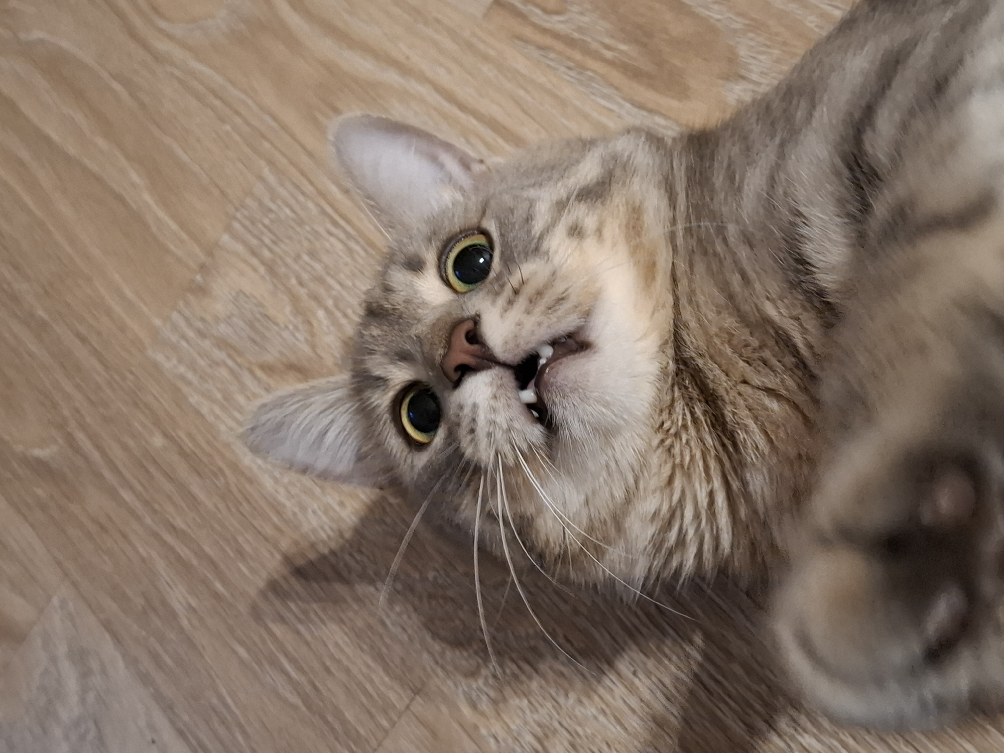 The image shows a close-up, overhead view of a tabby cat lying on its back on a light brown wood-grain floor. The cat has wide, startled yellow eyes and its mouth is open, revealing small teeth. Its paws are visible in the lower part of the frame. The lighting suggests an indoor environment, possibly a residence in Zemun, Serbia, though no specific landmarks or urban elements are identifiable. The overall impression is one of surprise or playfulness.