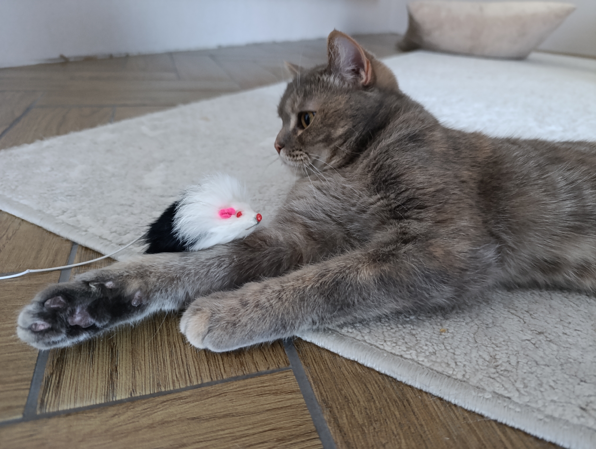 A gray tabby cat lies on a light-colored rug, with a black and white toy mouse positioned under its front paws. The toy mouse has pink features. The cat is lying on a wood-look tiled floor. A pillow is visible in the background. The location in the city of Chaikovsky, Russia is not discernible from the image.