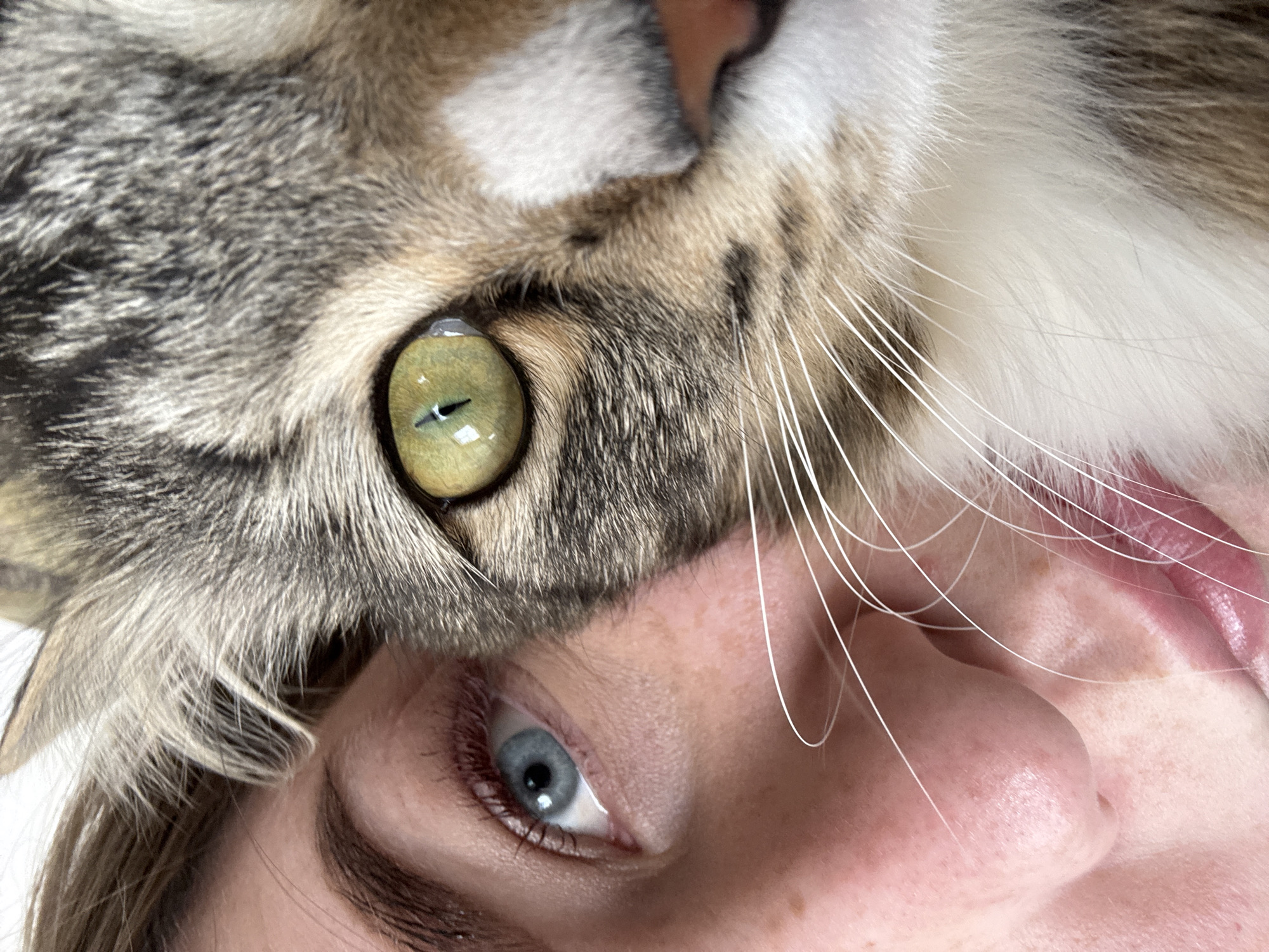 A close-up photograph shows a person's face partially obscured by a cat's face. The person's blue eye is visible on the bottom left side of the image, with pink skin and a portion of the nose and mouth appearing on the lower right. A tabby cat is positioned above the person, with its green eye prominently displayed in the upper left. White whiskers extend from the cat's face over the person's face. The background is out of focus and appears white. There is no discernible information to associate this image with Гаревая, Russia.