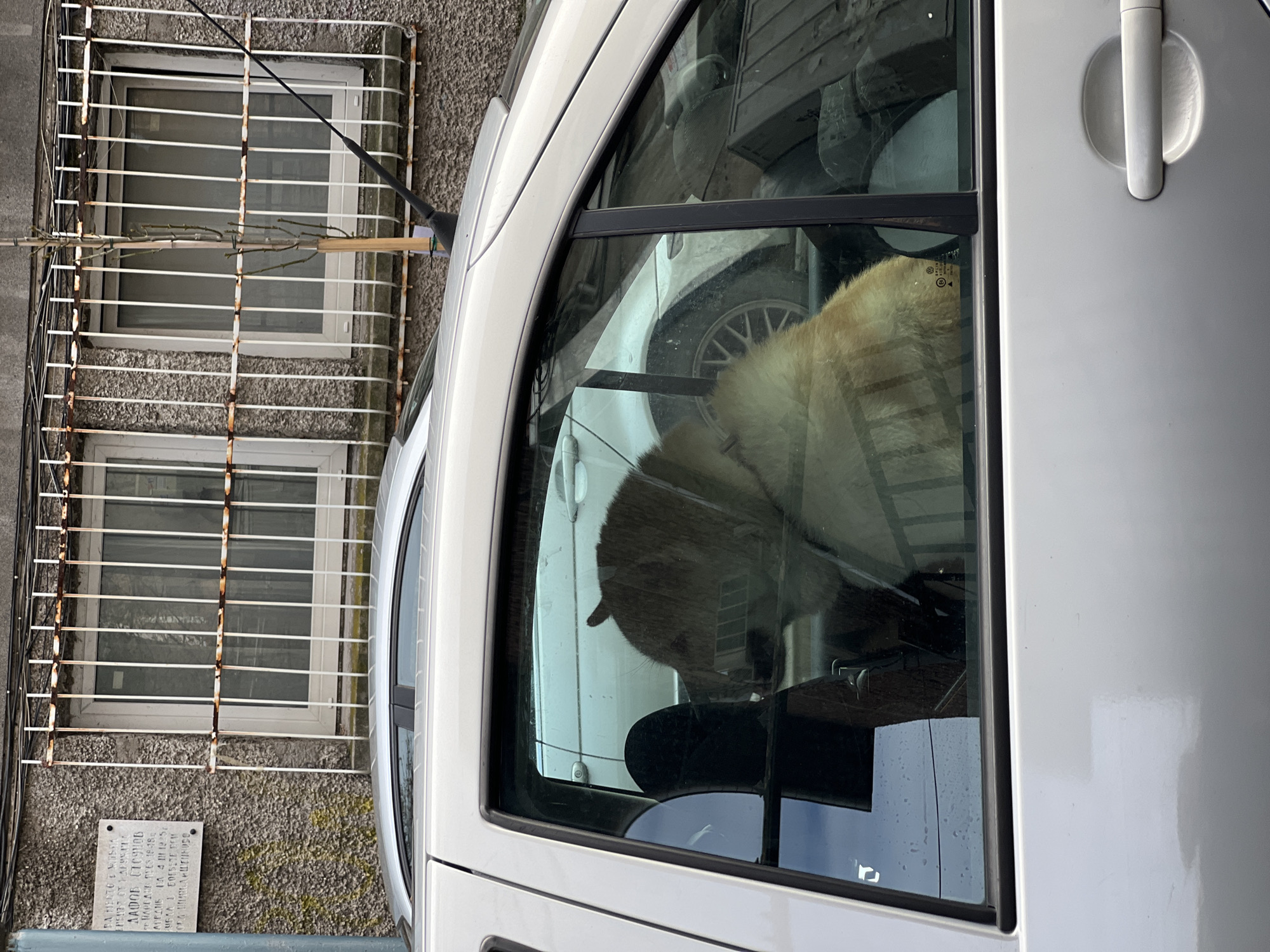 The image shows a white car parked on a street, with the rear window showing a dog inside. Outside the car, a building with barred windows and a plaque can be seen. The plaque appears to have text in Cyrillic script. The location is likely in Plovdiv, Bulgaria, as suggested by the Cyrillic text on the plaque.