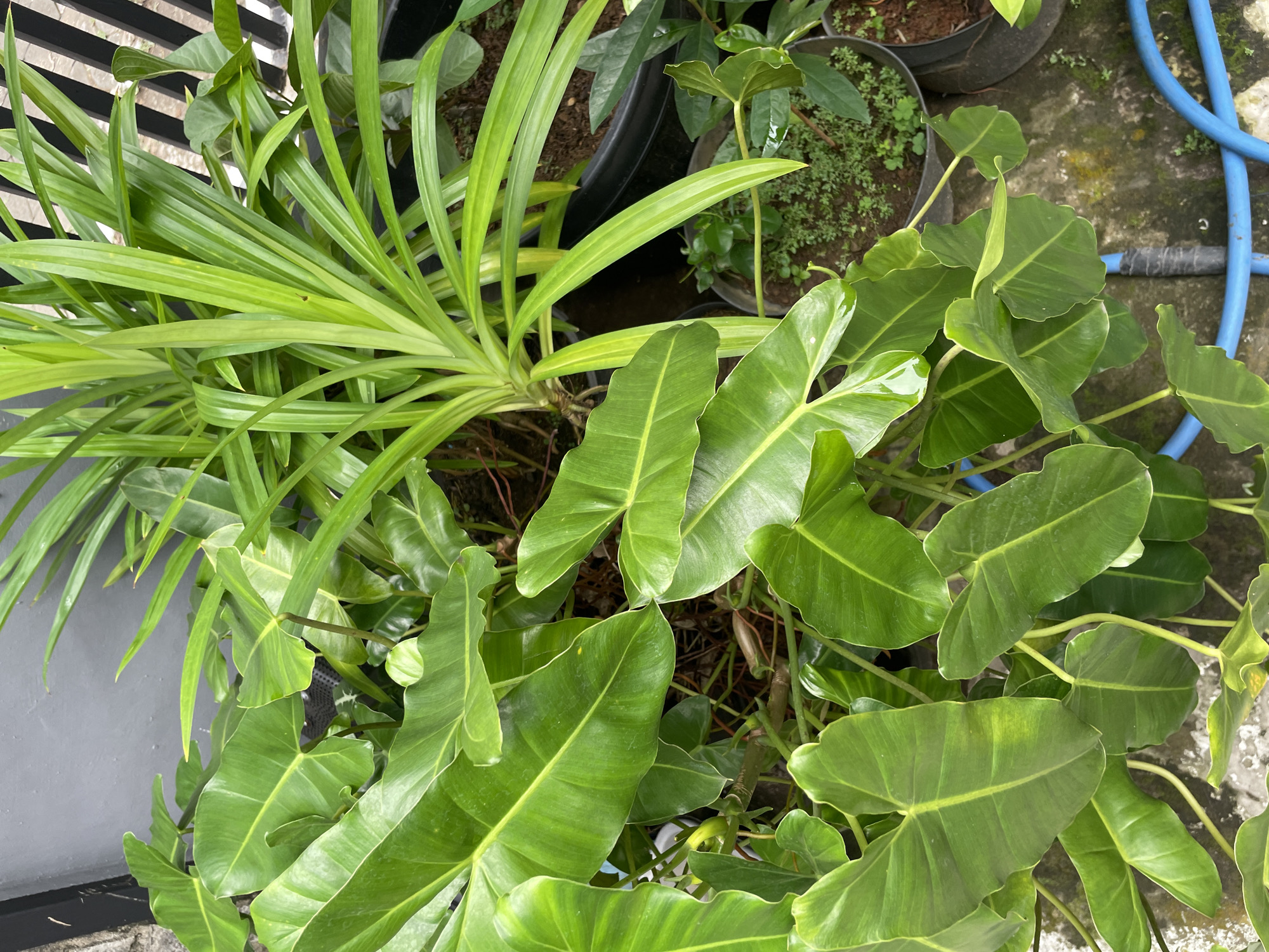 A high-angle shot captures a lush, green plant arrangement outdoors, likely in Pekalongan, Indonesia, as indicated by the presence of a blue water hose. The foreground is dominated by large, heart-shaped, glossy green leaves, characteristic of a Philodendron species, with some leaves showing slight water droplets. Behind these, a taller plant with long, strap-like, bright green leaves, possibly Pandan, creates a contrasting texture and color. Scattered among the larger plants are smaller, leafy green plants in pots. The ground appears to be paved with concrete, with some moss and small weeds growing in cracks. A dark gray wall forms the backdrop on the left, and a black metal fence is visible on the right. The overall scene suggests a well-maintained garden or outdoor space.