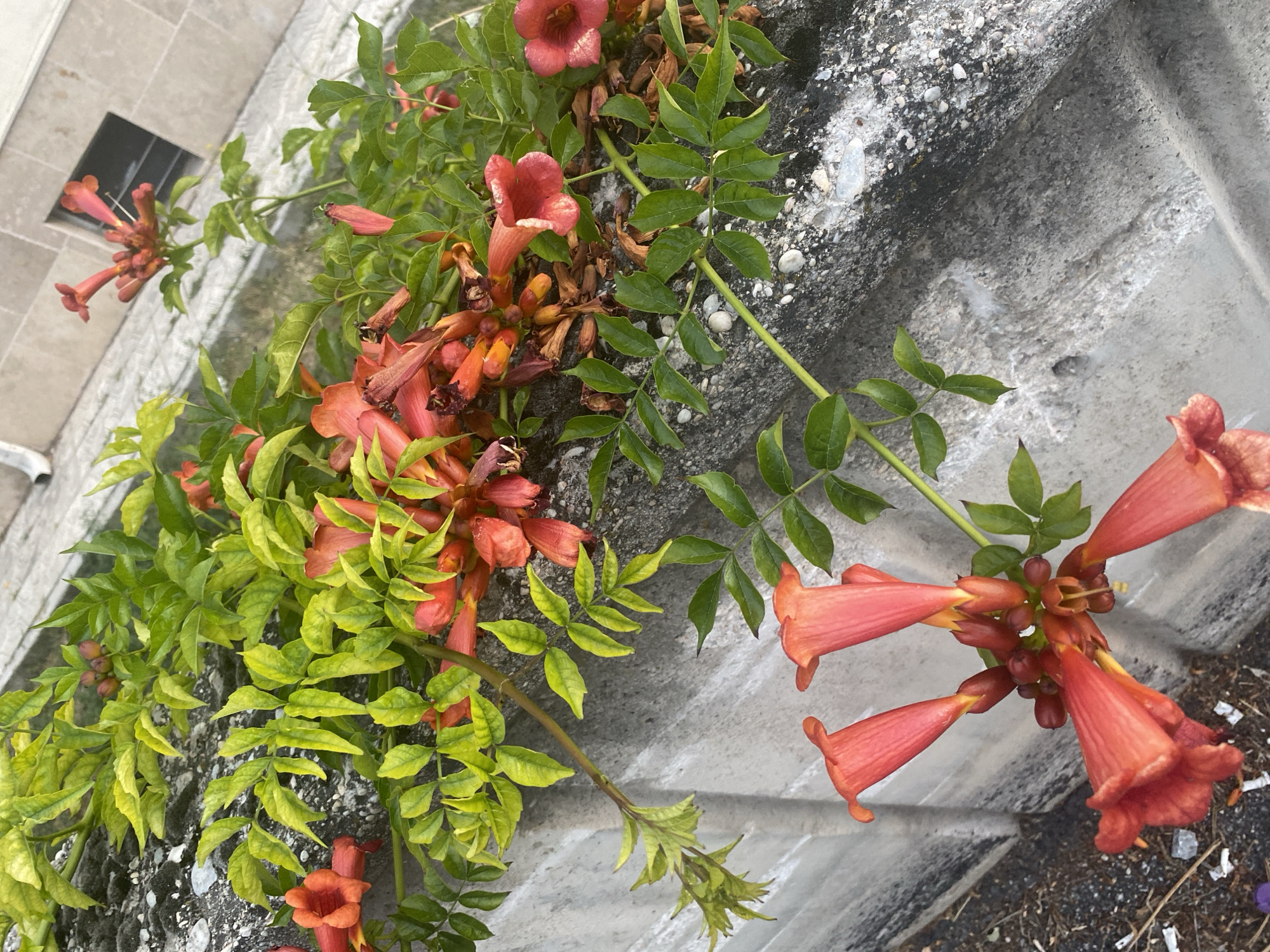 The image shows a close-up, angled view of trumpet-shaped, vibrant orange flowers and green foliage climbing over a rough, grey concrete wall. The wall appears weathered, with visible aggregate and some discoloration. In the background, a building with beige tiles and a dark rectangular window can be seen. The scene is outdoors, suggesting a garden or public space in a city. The lighting suggests it is daytime, possibly late afternoon due to the warm tones. The flowers are clustered together, with some appearing in full bloom and others as buds or dried remnants. The leaves are lush and green, with some showing a slight yellowing, indicating they are on a climbing vine. The composition focuses on the interplay between the natural elements and the urban structure. This scene could be located in Konya, Turkey, given the architectural style visible in the background, which is consistent with some buildings in the region. There are no people or animals visible in the image.