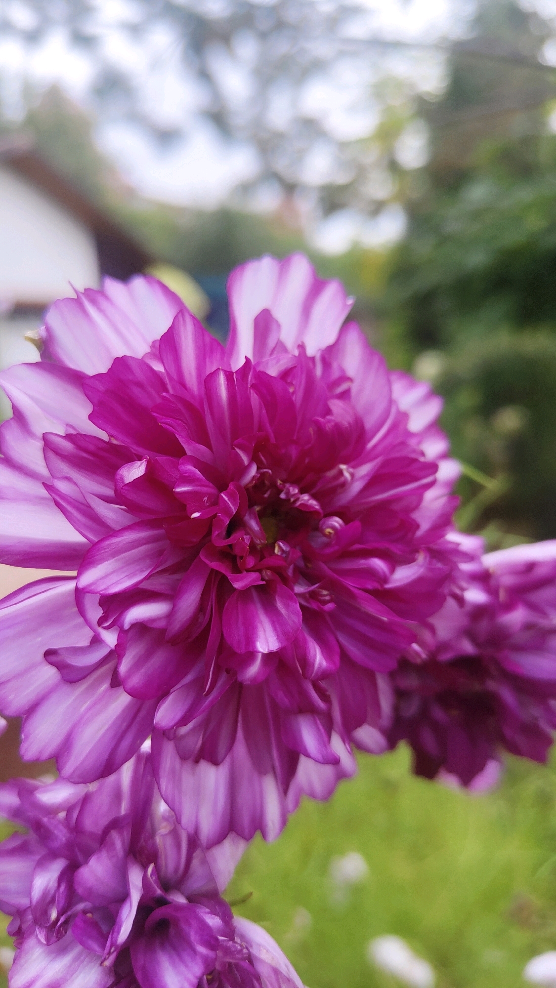 A close-up, vertical, eye-level shot showcases a vibrant magenta and white dahlia flower in full bloom. The flower's densely packed petals display a gradient of color, with the outer petals transitioning from magenta at the tips to white towards the center, and the inner petals showcasing a rich magenta hue. The background is blurred, with hints of green foliage and a soft, bright bokeh effect, suggesting an outdoor environment. The image has been captured in the city of Krasnoyarsk, Russia.
