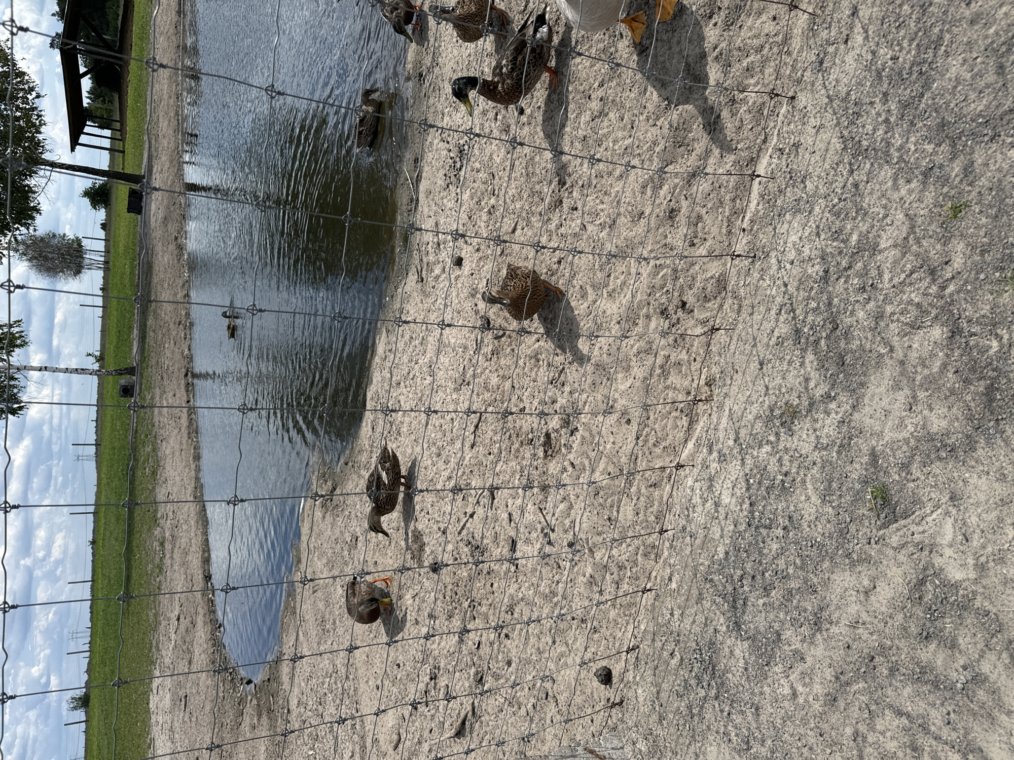 The image shows an outdoor enclosure with a pond and several ducks. The ground is sandy with some gravel and dry vegetation. A wire fence runs across the foreground, separating the viewer from the enclosure. In the pond, two ducks are visible swimming. On the sandy ground, several ducks are present, some foraging and others standing. In the background, there is a grassy field, trees, and a wooden structure that appears to be a shelter. The sky is partly cloudy. There are no people visible in the image. The location is specified as Kostiantynivka, Ukraine.