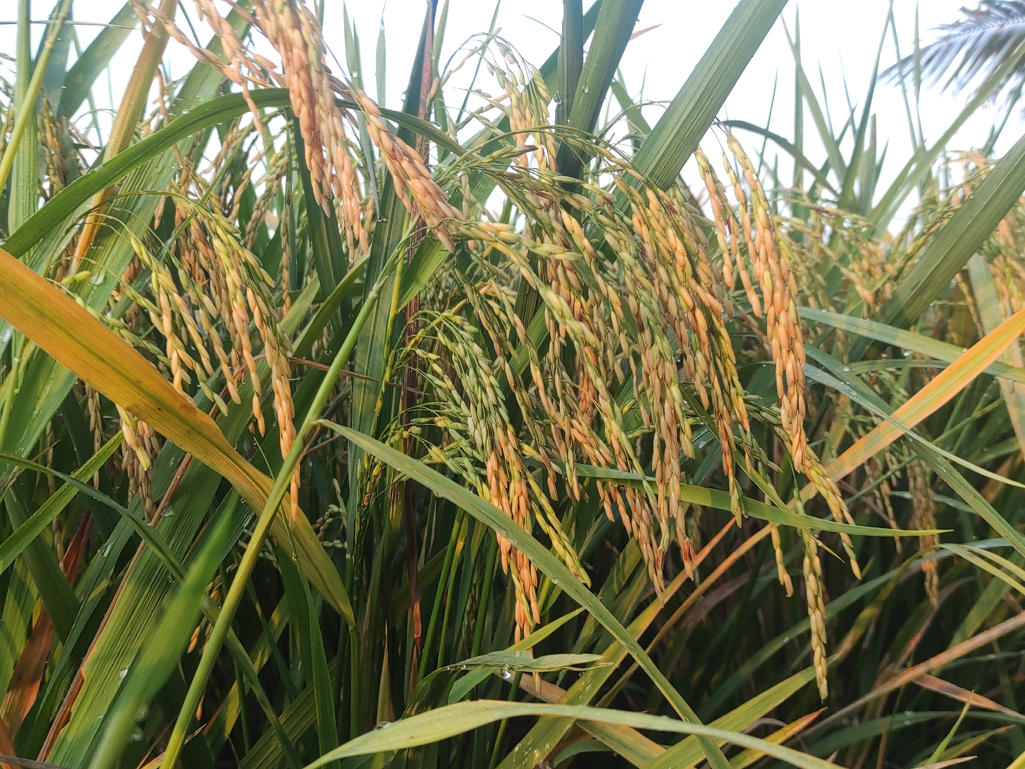 The image depicts a close-up view of a rice paddy field, likely in the stage of maturing, as indicated by the yellowing grain heads. The location is suggested to be in Lhokseumawe, Indonesia. The plants are green with some yellowing leaves interspersed. Some dew or water droplets are visible on the leaves. The rice heads are heavy and drooping downwards. No people are visible in the frame. The focus is on the details of the plants and their environment. The overall scene gives a sense of a humid agricultural area.