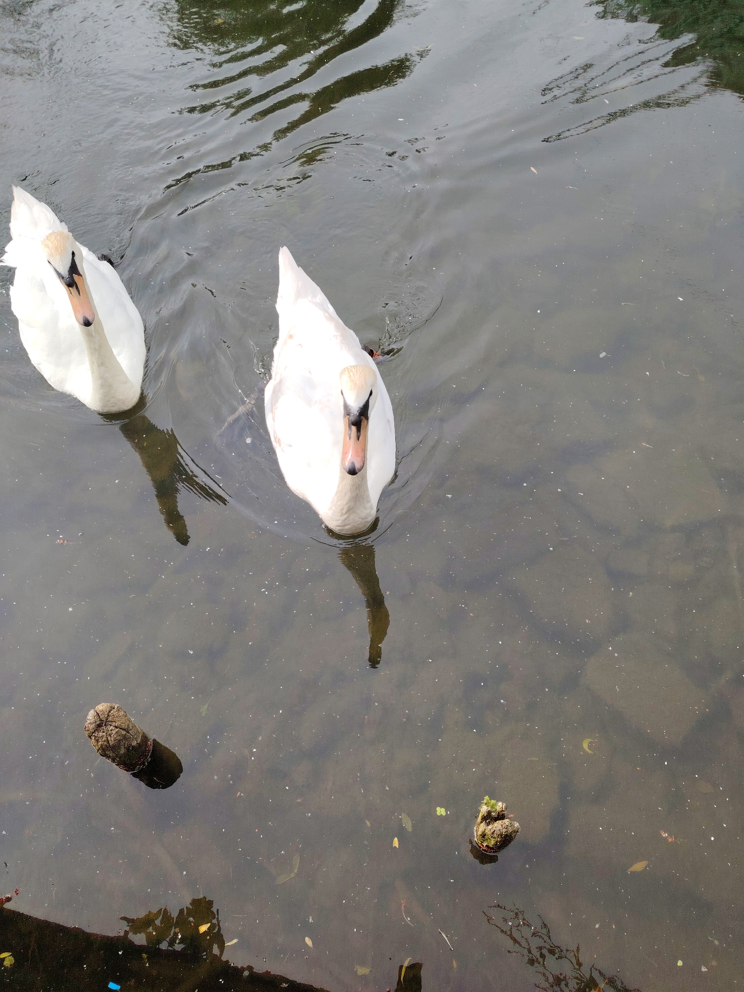 This image captures two white swans swimming in a dark grey-green body of water located in Peterborough, United Kingdom. Both swans are oriented towards the viewer, with the swan on the left positioned slightly further back than the swan on the right. Each swan exhibits an orange beak with a prominent black knob at its base. Clear reflections of both birds are visible in the water directly beneath them.
The water's surface features subtle ripples and is speckled with numerous small white particles, consistent with environmental debris or pollen. Submerged organic matter, including leaves, is discernible through the water, indicating some degree of transparency. Two weathered wooden stumps or posts protrude from the water in the lower half of the frame; a larger, rough-textured post is on the left, and a smaller, moss-covered post is on the right. Distorted reflections, likely from overhead foliage or structures, are visible across the water's surface, particularly in the upper sections. The scene is illuminated by diffused daylight.