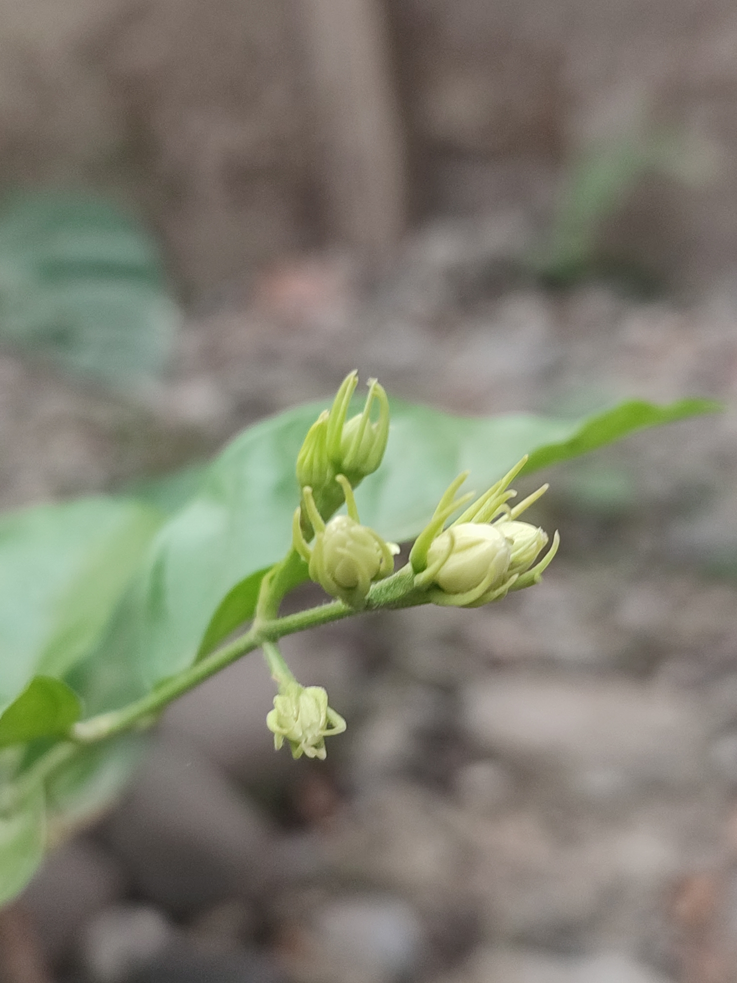 The image shows a close-up of a stem with several green flower buds. One bud is in the foreground, slightly to the left, and appears to be the smallest. To its right and slightly higher are two larger buds, with thin, pointed green sepals extending outwards. Further to the right and slightly behind these, another bud is visible. A blurred green leaf is present in the background, to the left of the stem. The background is a soft, out-of-focus blur of muted grey and brown tones, suggesting a natural outdoor setting. There are no people or visible animals in the image. The scene appears to be a detailed capture of plant growth, possibly in a garden or natural area within the city of Blang Cut, Indonesia.
