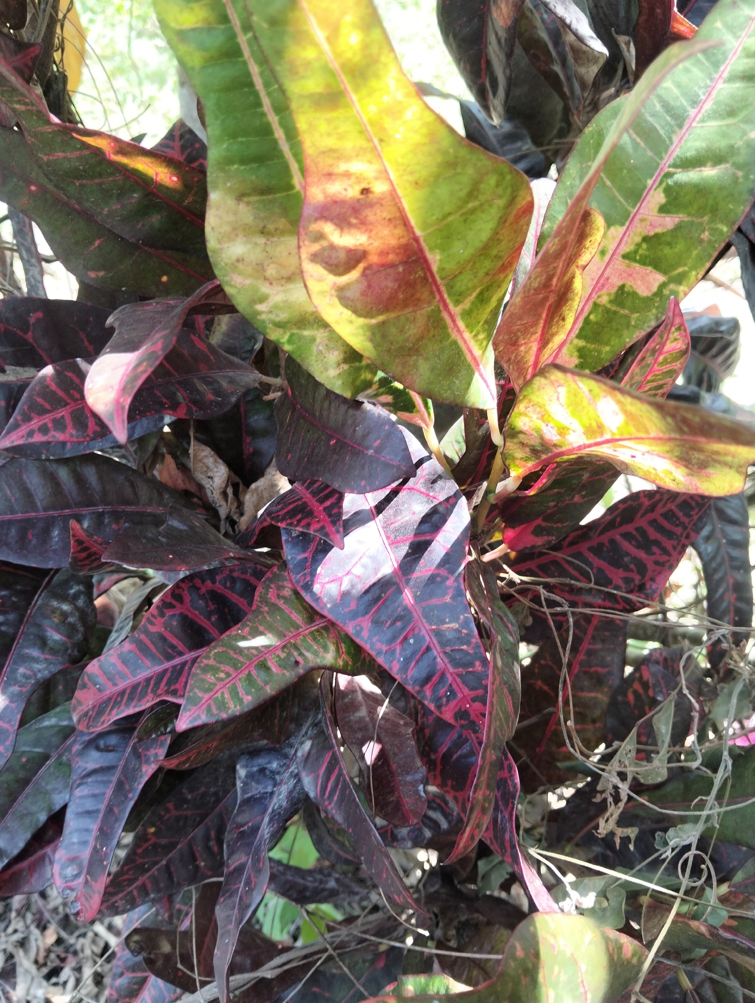 A close-up, top-down shot captures the vibrant foliage of a croton plant. The leaves display a striking mix of colors, with deep burgundy and dark purple dominating, accented by bold red veins and patches of bright green and yellow. The leaves are varied in size and shape, some pointed and elongated, others broader and ovate, with a slight curl in their edges. Sunlight filters through the leaves, creating dappled shadows and highlighting the glossy texture of the foliage. Interspersed among the leaves are thin, dry tendrils and some dead, brown leaves, suggesting the plant is outdoors in a natural setting. The background is softly blurred, hinting at other greenery and the bright sky. This scene is located in Pulonga, Indonesia.