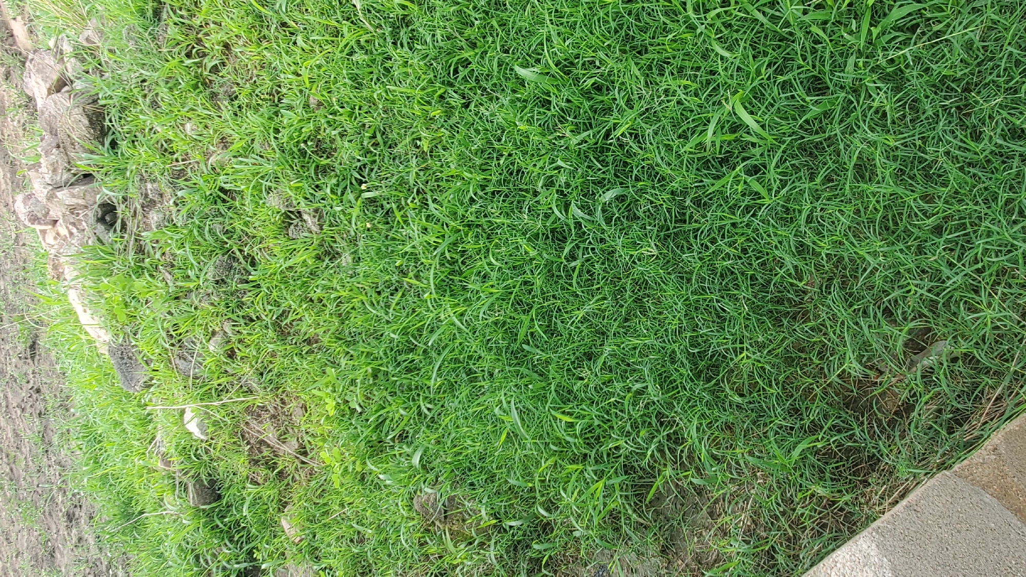 The image is an overhead shot of a patch of grass. The grass is a vibrant green and appears to be a natural, unmanicured lawn or field. The blades of grass are thin and numerous, creating a dense and lush texture. Some blades are bent or curled, giving the surface an uneven, natural look.
To the left of the frame, the grass meets a rougher, uneven area with exposed soil and several scattered rocks. These rocks are irregular in shape and varying in size, with some appearing to be light gray and others darker. This area suggests a natural embankment or the edge of a less maintained space.
The rest of the image is dominated by the dense green grass. There are no people or animals visible. The lighting suggests it could be daytime, with the sunlight casting subtle variations in brightness across the grass. There is no visible text in the image. The overall scene evokes a sense of natural outdoor growth, possibly in a park, field, or undeveloped area. The focus is entirely on the texture and color of the grass and the immediate surrounding earth and rocks.