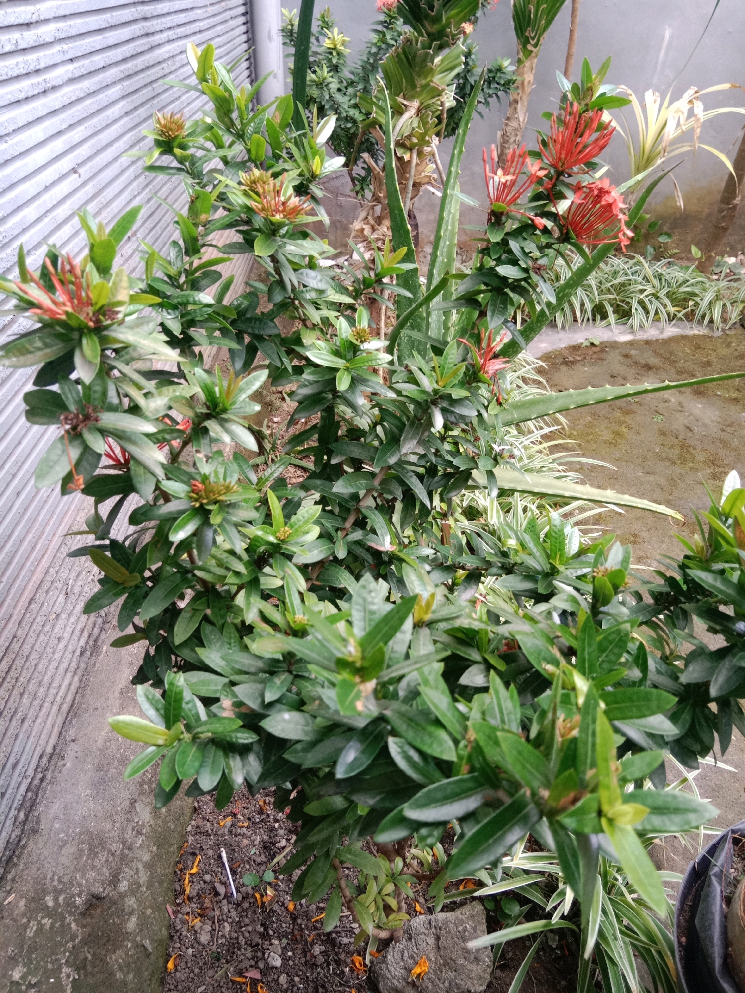 This is a medium-shot, eye-level, outdoor photograph taken in the city of Mengwi, Indonesia. The focus is on a dense Ixora plant with clusters of red flowers and green leaves. To the left of the Ixora plant is a corrugated concrete wall, and to the right, there is a bed of ornamental grass and a sandy patch of ground. Behind the Ixora, an aloe vera plant with spiky leaves is visible, along with other greenery. The lighting is natural, and the image appears to be taken during the day. There are no people or animals visible in the frame.