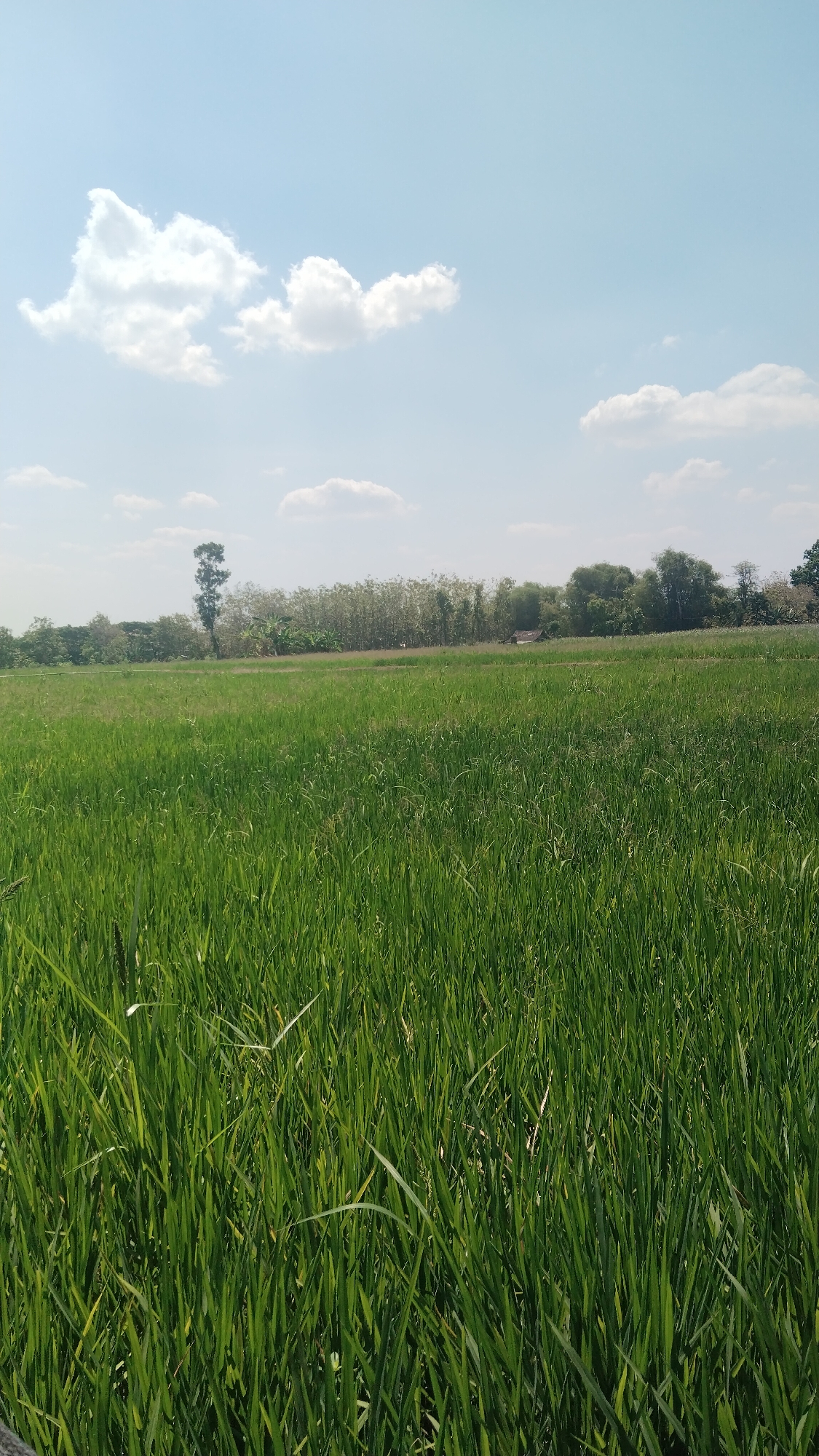 An outdoor, eye-level, full shot shows a wide expanse of green grass, likely a rice paddy, stretching from the foreground to the middle ground of the image. The grass is lush and vibrant, with individual blades visible, suggesting a healthy crop. In the background, a line of trees forms a dense barrier, interspersed with a few taller, slender trees. A small, simple wooden structure, possibly a hut or shed with a dark roof, is nestled among the trees on the right side of the frame. The sky above is a clear blue, with several scattered white clouds. The overall impression is one of a serene, rural landscape in the city of Ngawi, Indonesia, under a bright, sunny day. There are no people or animals visible in the image.