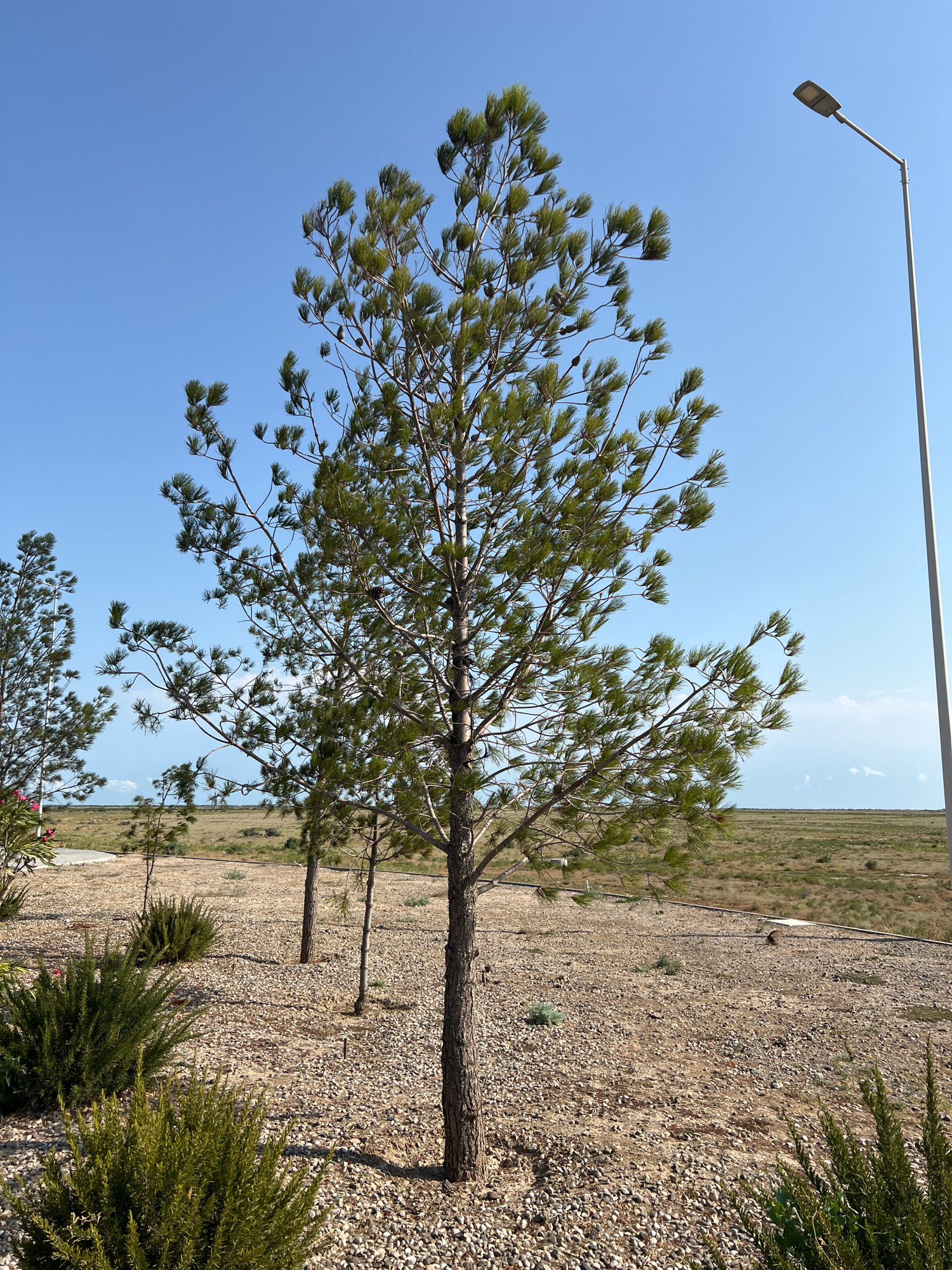 The image depicts a dry, arid landscape in the city of Yeni Yaşma, Azerbaijan, with a clear blue sky overhead. In the foreground, a tall, slender pine tree stands centrally, its branches reaching towards the sky, adorned with green needles. To its left and right, smaller pine trees and shrubs with needle-like foliage are sparsely scattered across the gravelly ground. A modern streetlamp with a rectangular light fixture is positioned to the right of the main pine tree, its pole extending upwards. The ground is covered in light-colored pebbles, interspersed with patches of dry, sparse vegetation. In the background, a flat, open field stretches towards the horizon, with a faint suggestion of distant hills or structures. The overall impression is one of a semi-developed or natural area with a dry climate.