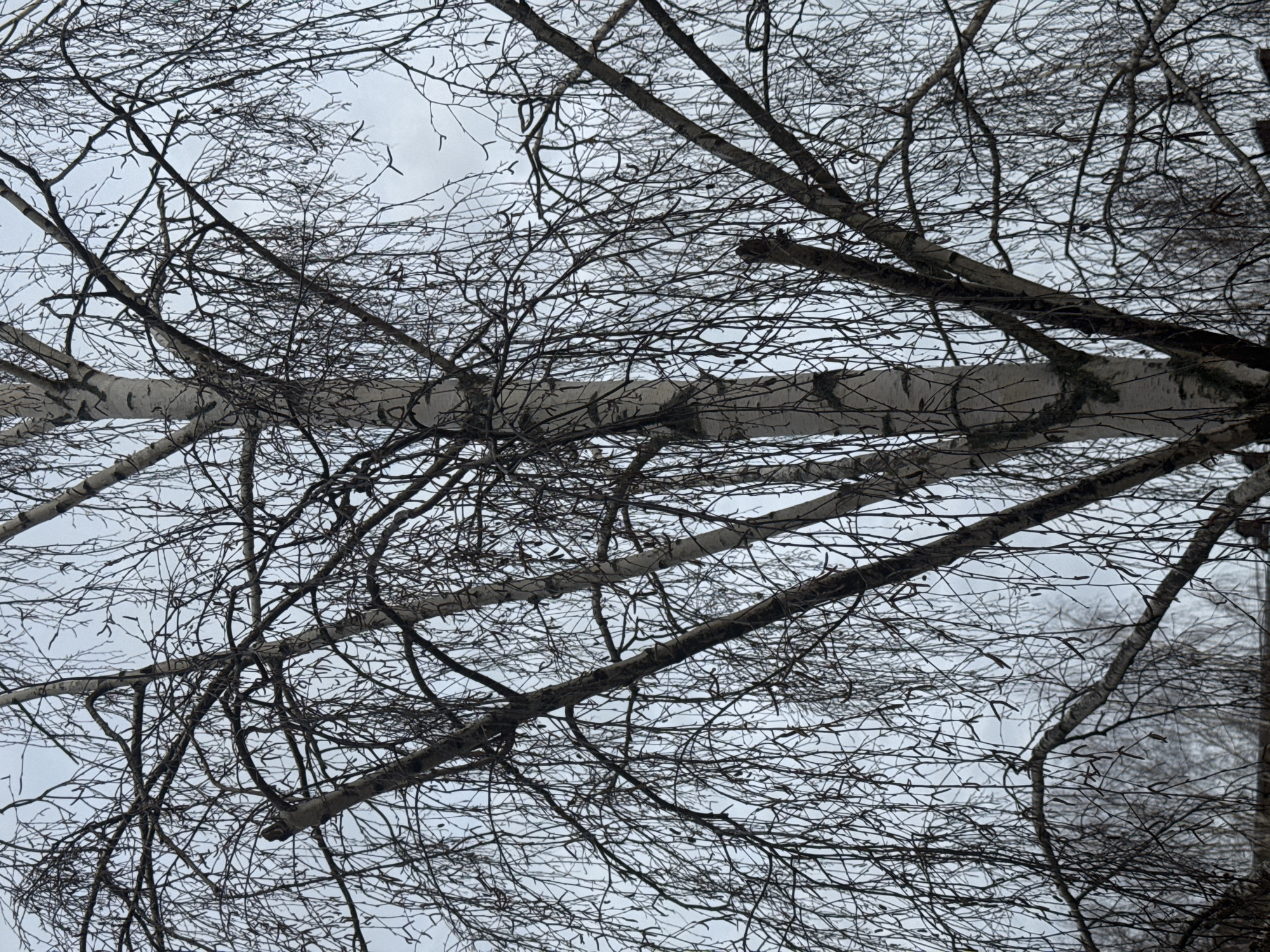 The image shows a view looking up into the branches of bare trees. The branches are intricate and dense against a grey sky, obscuring most of the sky. One of the trees has the distinctive white bark of a birch tree. The exact location within Votkinsk, Russia, is not identifiable from the image alone.