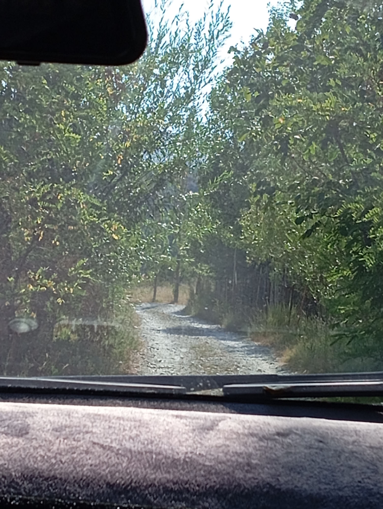 A grainy, first-person perspective image taken from inside a vehicle shows a gravel road winding through a dense green forest on a sunny day. The trees are tall and lush, with sunlight dappling through the leaves. The road appears to be in a rural or natural setting, possibly a park or a less developed area. The dashboard of the vehicle is visible in the foreground, covered in a textured material, and the windshield wipers are also present. There are no people or animals visible in the image. The scene is consistent with a drive through a wooded area in Yangikurgan, Uzbekistan.