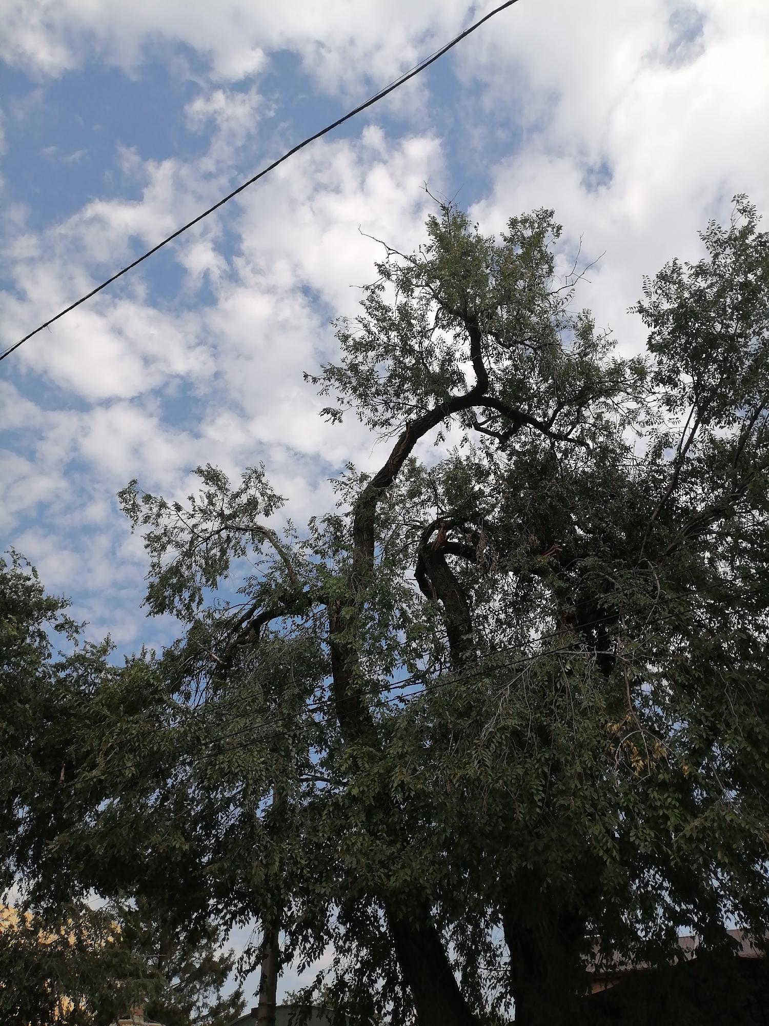 This is a low-angle, outdoor, full shot of a large, leafy tree with a wire extending diagonally across the frame from the upper left to the center. The sky above is blue with scattered white clouds. The tree's branches are dense with dark green leaves, and some of the branches are thick and gnarled, with one prominently bent and appearing to be damaged or broken. The lower portion of the image shows more of the tree trunk and some indistinct structures or buildings partially obscured by the foliage. The scene appears to be a natural setting within a possibly urban environment.
