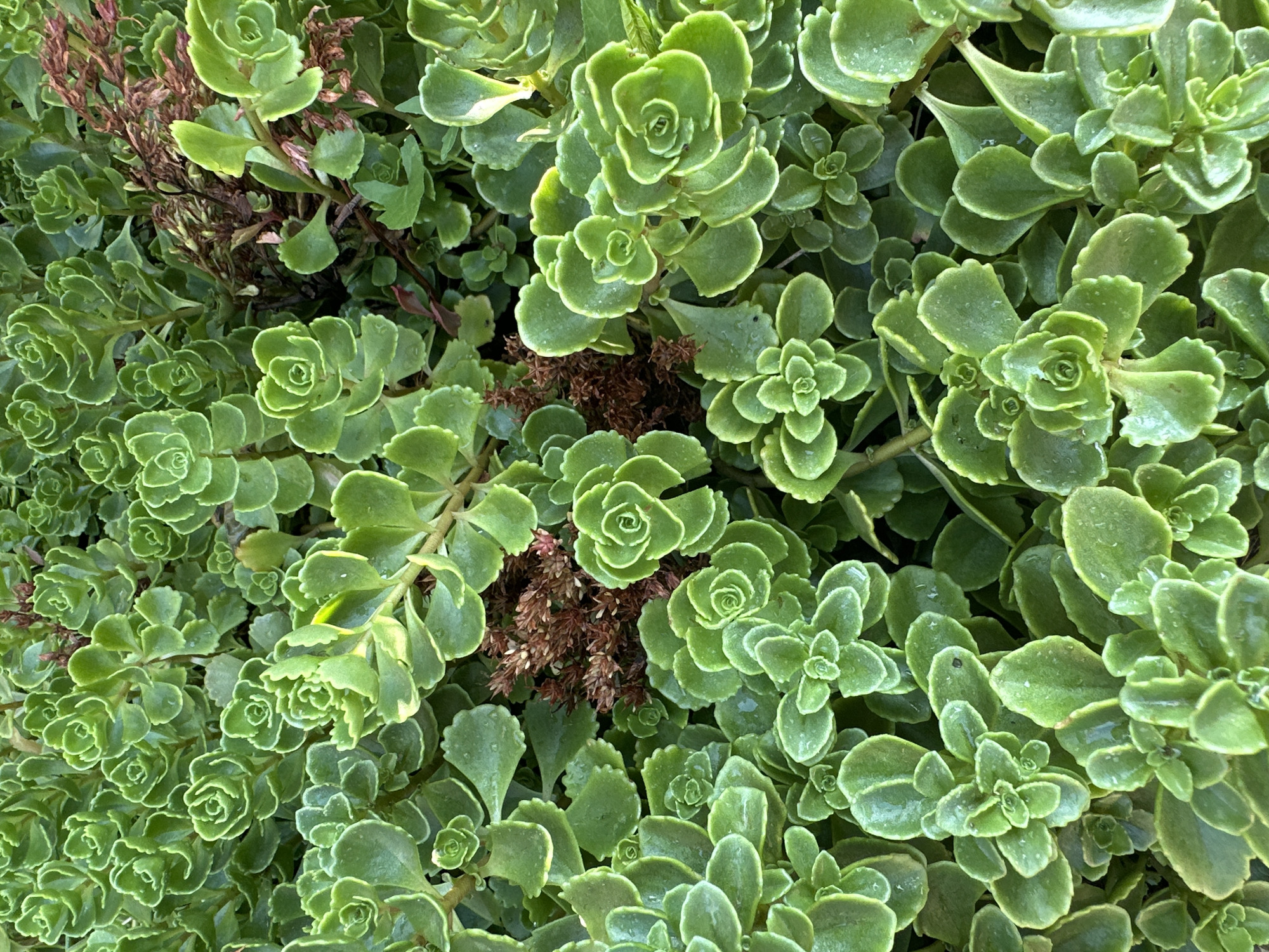 The image is a close-up, overhead shot of a dense ground cover of green succulent plants. The plants have thick, fleshy leaves arranged in tight rosettes and layered patterns. Some of the leaves have a lighter green or yellowish-green edge. Interspersed among the green succulents are dried, brown clusters of seed heads or spent flowers. The lighting suggests an outdoor setting, likely during the day. There are no people or animals visible in the image. The image does not contain any information that would allow for the identification of its specific location within the city of Samarsky, Russia.