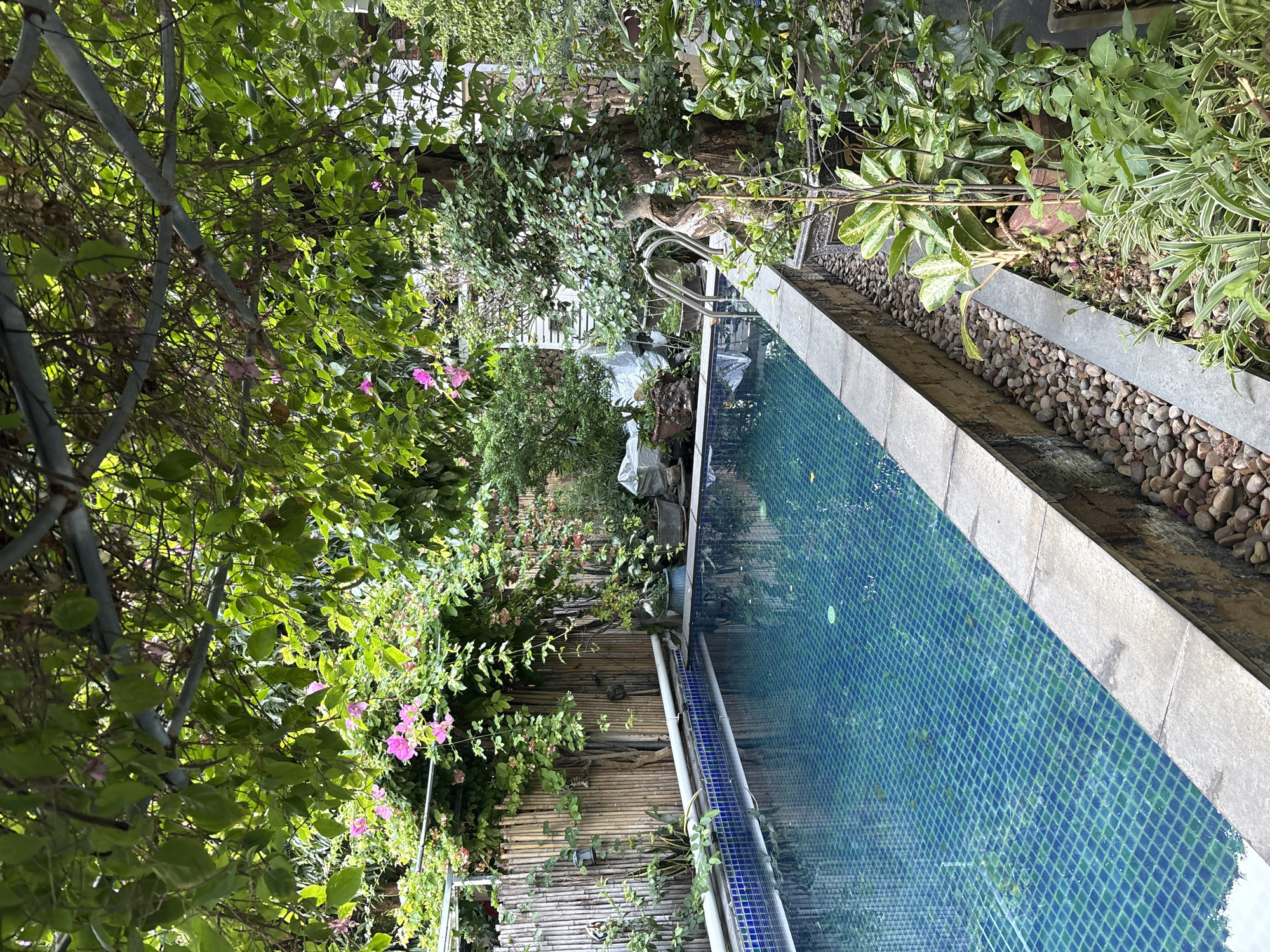 The image depicts a tranquil swimming pool area in Nha Trang Ward, Vietnam. The pool, tiled with blue and green mosaic squares, is rectangular and appears to be outdoors. The water is clear, and a pool ladder with stainless steel handrails is visible. Surrounding the pool is a stone coping, bordered by a narrow bed of small, rounded pebbles. Lush green foliage and flowering plants, including pink bougainvillea, overhang and line the perimeter of the pool area. A bamboo fence can be seen in the background, partially obscured by vegetation. The scene is bathed in natural light, suggesting it is daytime. There are no people visible in the image. The overall impression is one of a private, serene garden oasis.
