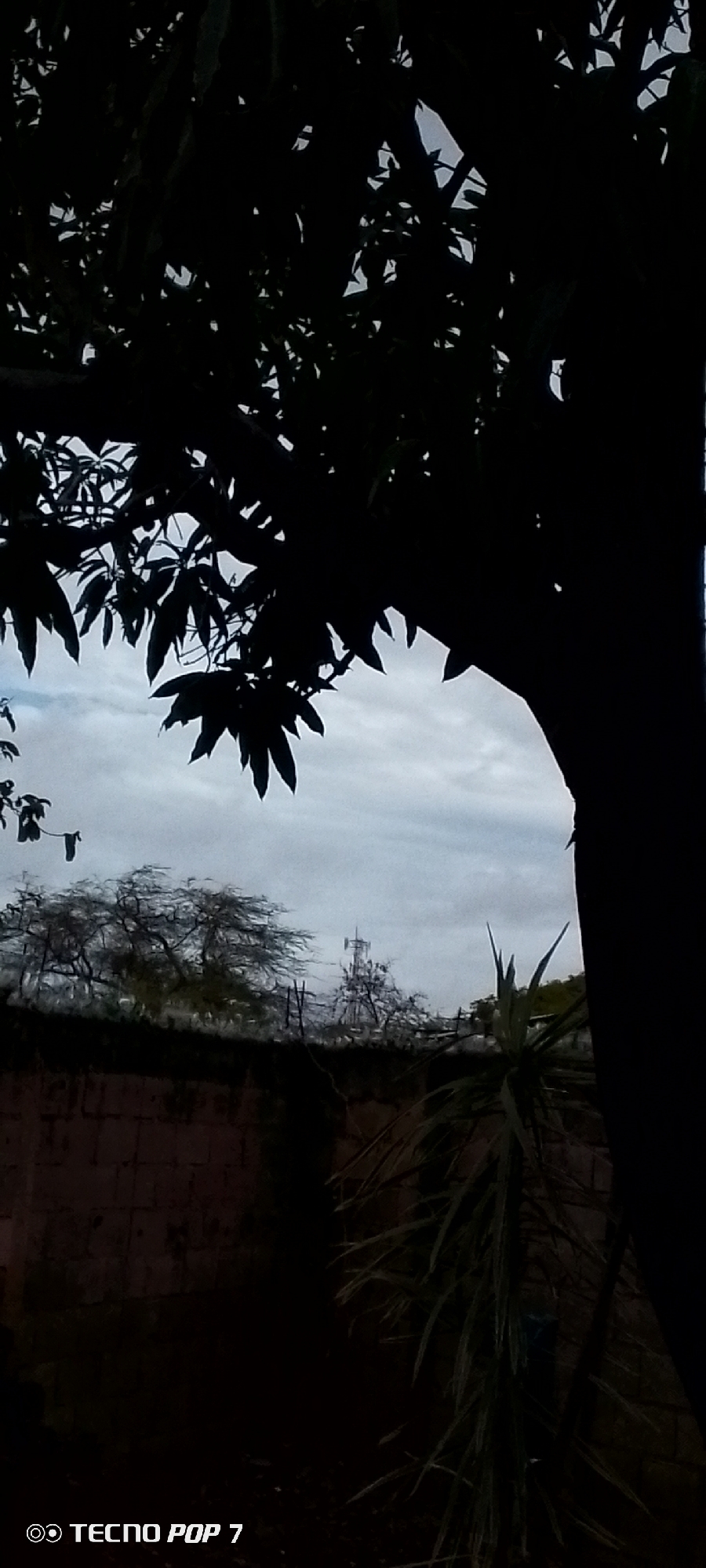 The image presents an outdoor scene dominated by natural elements, likely captured during an overcast day or at twilight. A large tree, silhouetted in dark tones, fills the top and right portions of the frame, its dense canopy and trunk creating a strong foreground presence. Its leaves are sharply defined against the lighter sky, particularly on the left side.
In the mid-ground, a textured wall or fence runs horizontally, separating the immediate foreground from a more distant area. Above the wall, several smaller, bare-looking trees or bushes with intricate branch patterns are visible against the sky. A prominent cell tower or radio mast stands out in the distance, positioned behind these smaller trees, suggesting a semi-urban or rural setting.
The sky is uniformly gray and cloudy, indicating an overcast weather condition. This diffuse light contributes to the silhouetted appearance of the foreground elements. In the lower right corner, a plant with spiky, elongated leaves is partially visible, also in shadow.
There is no explicit human activity or specific event taking place; the image is a still landscape shot. The lighting conditions, with bright sky contrasting with dark foreground, suggest either early morning or late evening.
In the bottom-left corner of the image, the watermark "TECNO POP 7" is visible, indicating the device used to capture the photograph. The scene is set in Altagracia, Venezuela.