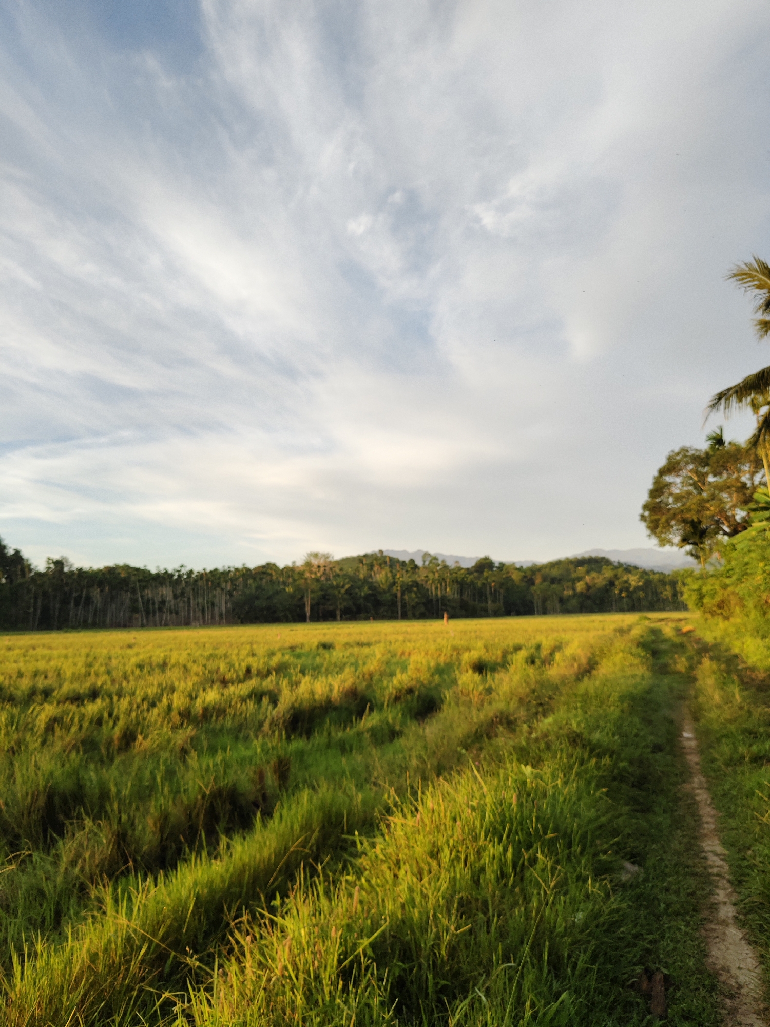 The image depicts a rural landscape in Meunasahalue, Indonesia. In the foreground is a field of tall green and yellow grass, suggesting it might be a rice paddy or pasture. A narrow dirt path runs along the right side of the field, leading into the distance. Beyond the field, a dense line of trees marks the horizon, with low hills visible in the background. The sky is partially cloudy with a mix of blue and white. The lighting suggests it is either early morning or late afternoon. A single, small human figure is visible in the distance, in the field between the horizon line. A palm tree is visible in the top right, as well as a large, leafy tree. The scene is generally peaceful and depicts a natural, undeveloped area.