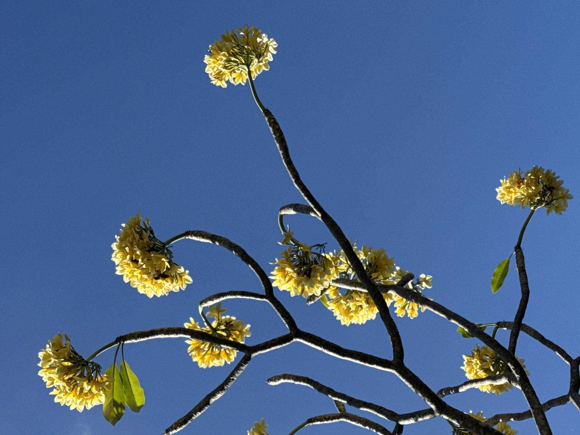 The image captures a low-angle view of yellow frangipani flowers blooming against a bright blue sky. The frangipani tree branches, bare and gnarled, extend in various directions, with clusters of small, delicate yellow flowers adorning their tips. Some of the flowers show a slightly deeper yellow hue towards their centers. A few green leaves are interspersed among the blooms. In some of the flower clusters, there are visible dark specks, which appear to be insects, likely bees, engaged in pollination. The overall scene evokes a sense of natural beauty and tranquility, likely captured in a tropical setting such as Denpasar, Indonesia, where frangipani trees are common. The lighting suggests a sunny day, with shadows cast by the branches and flowers indicating the direction of the light source.