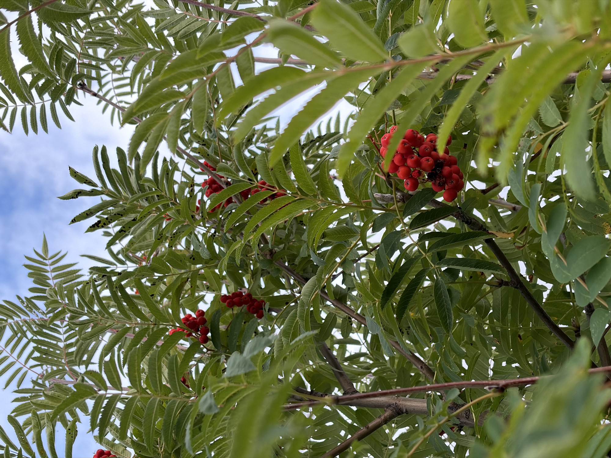 This is a medium shot, eye-level, vertical photograph of a rowan tree with bright red berries and green leaves. The berries are clustered in bunches on thin branches, and the leaves are serrated and feathery. The background is a cloudy sky. The image appears to have been taken outdoors in a natural setting, likely in a park or garden. There are no people or other animals visible in the photograph. The overall impression is one of nature's bounty, with the vibrant red berries standing out against the green foliage and pale sky. The composition is somewhat cluttered due to the dense foliage, but the clusters of berries provide clear focal points. There is no information available regarding the specific location in Khimki, Russia.