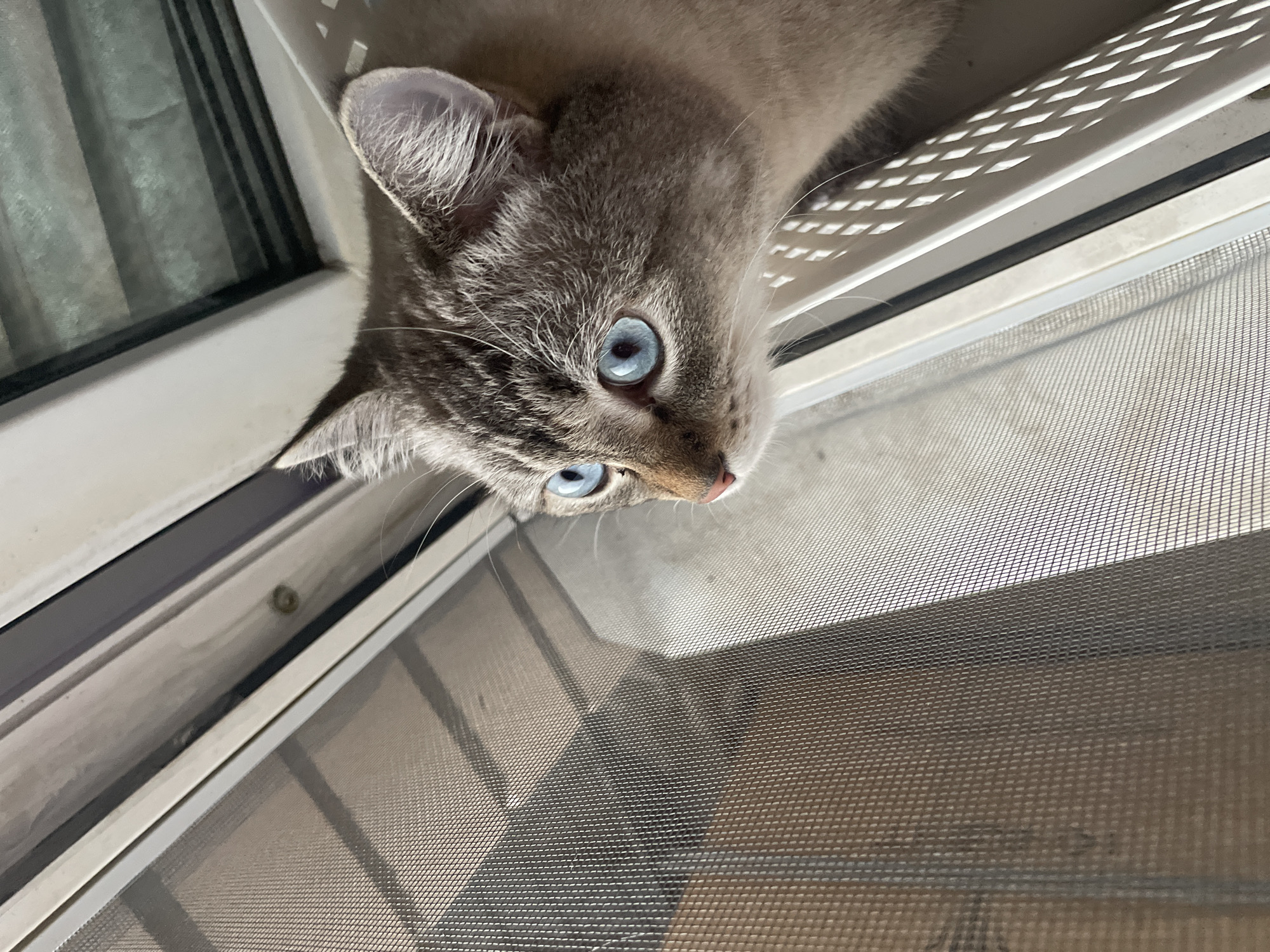 The image features a close-up, upside-down view of a cat's face and upper body. The cat has striking blue eyes and light-colored fur with tabby markings. Its head is tilted, and it appears to be looking out from a window. The setting suggests an indoor environment with a window and a screen visible.
The cat is positioned near a window frame that has a decorative, perforated metal or plastic covering. A mesh screen is also visible, indicating the window is likely open or has a screen installed. The background shows a blurred view of what appears to be curtains through the window.
The lighting suggests it is daytime, possibly a sunny day given the shadows cast by the perforated covering. The cat's expression is neutral, but its wide blue eyes convey a sense of focus or curiosity. The image is oriented with the top of the cat's head towards the bottom of the frame.
There is no visible text in the image. The context of Votkinsk, Russia, does not provide specific visual cues within the image itself.