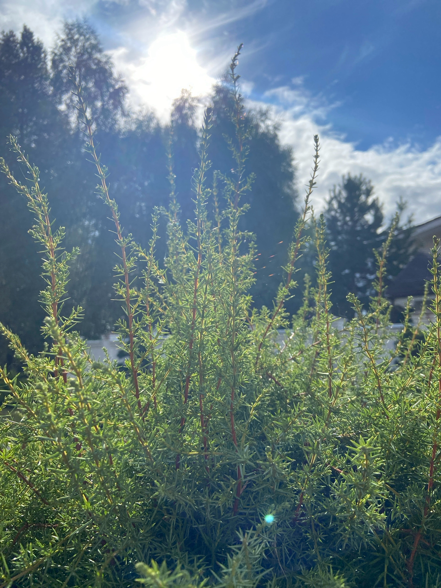 The image depicts a close-up view of dense, green, needle-like foliage, likely a juniper bush, under a bright, sunny sky with scattered clouds. The sun is visible through the branches, creating lens flare and casting bright light. In the background, out-of-focus trees form a dark silhouette against the sky. A white fence and a portion of a building with a dark roof are also subtly visible behind the foliage. The overall scene suggests an outdoor environment, possibly a garden or yard in a suburban or rural setting. The location is specified as Зимородок Днп, Russia. There are no people or animals visible in the image.