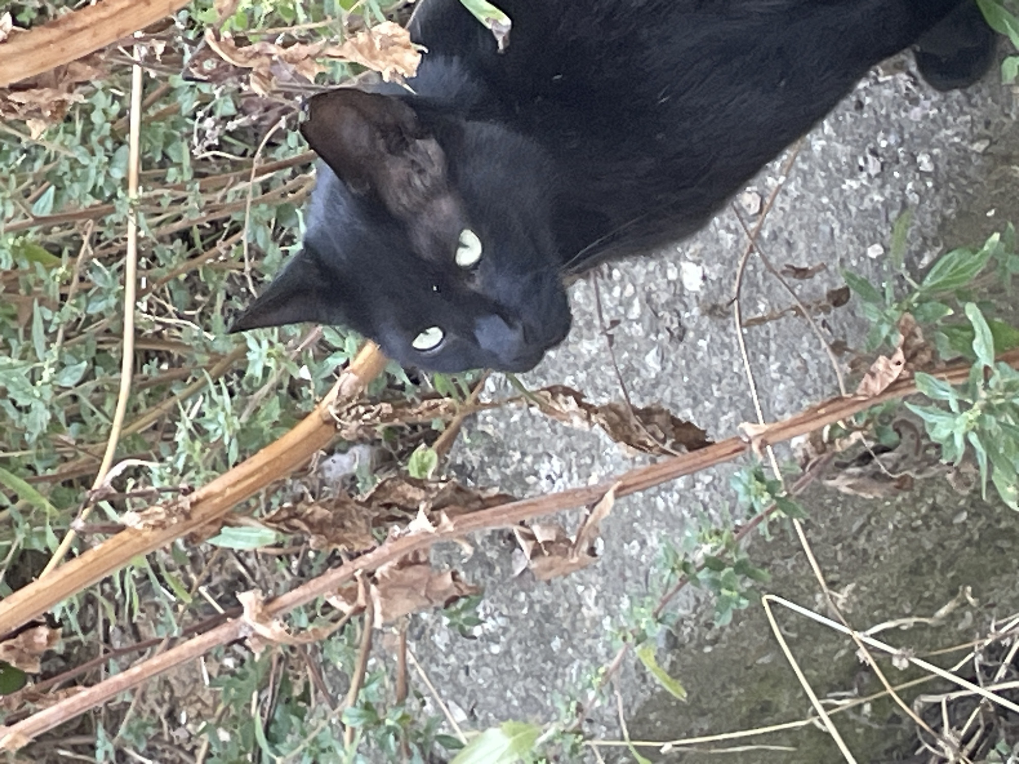 A black cat with striking green eyes is partially visible in the foreground of the image, peeking out from behind dry, brown branches and green foliage. The cat is looking to the left of the frame with its head slightly tilted. The background consists of a rough, grey, rocky surface, likely a wall or ground, with more vegetation and dry plant matter. The overall impression is of a domestic animal in a natural or semi-wild urban setting, possibly an alleyway or garden in Kadıköy, Turkey, given the presence of typical Mediterranean flora and urban textures.