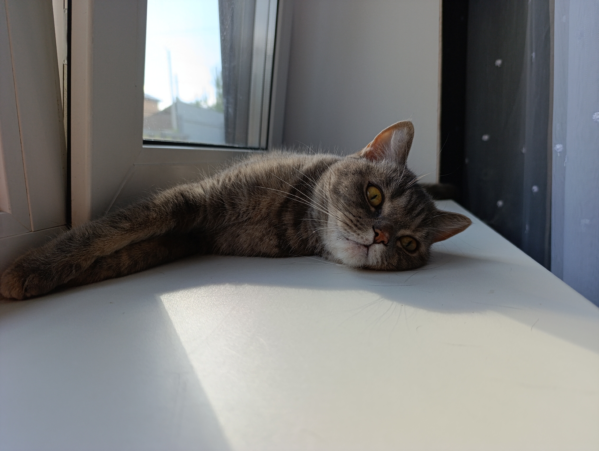 A tabby cat is lying on its side on a white surface, possibly a windowsill, bathed in sunlight. The cat is looking towards the viewer with its head resting on the surface. In the background, there is a window with a view of what appears to be a residential building and sky. To the right of the window, a dark curtain is visible. The environment suggests an indoor setting, likely a home in Chaikovsky, Russia, given the context.