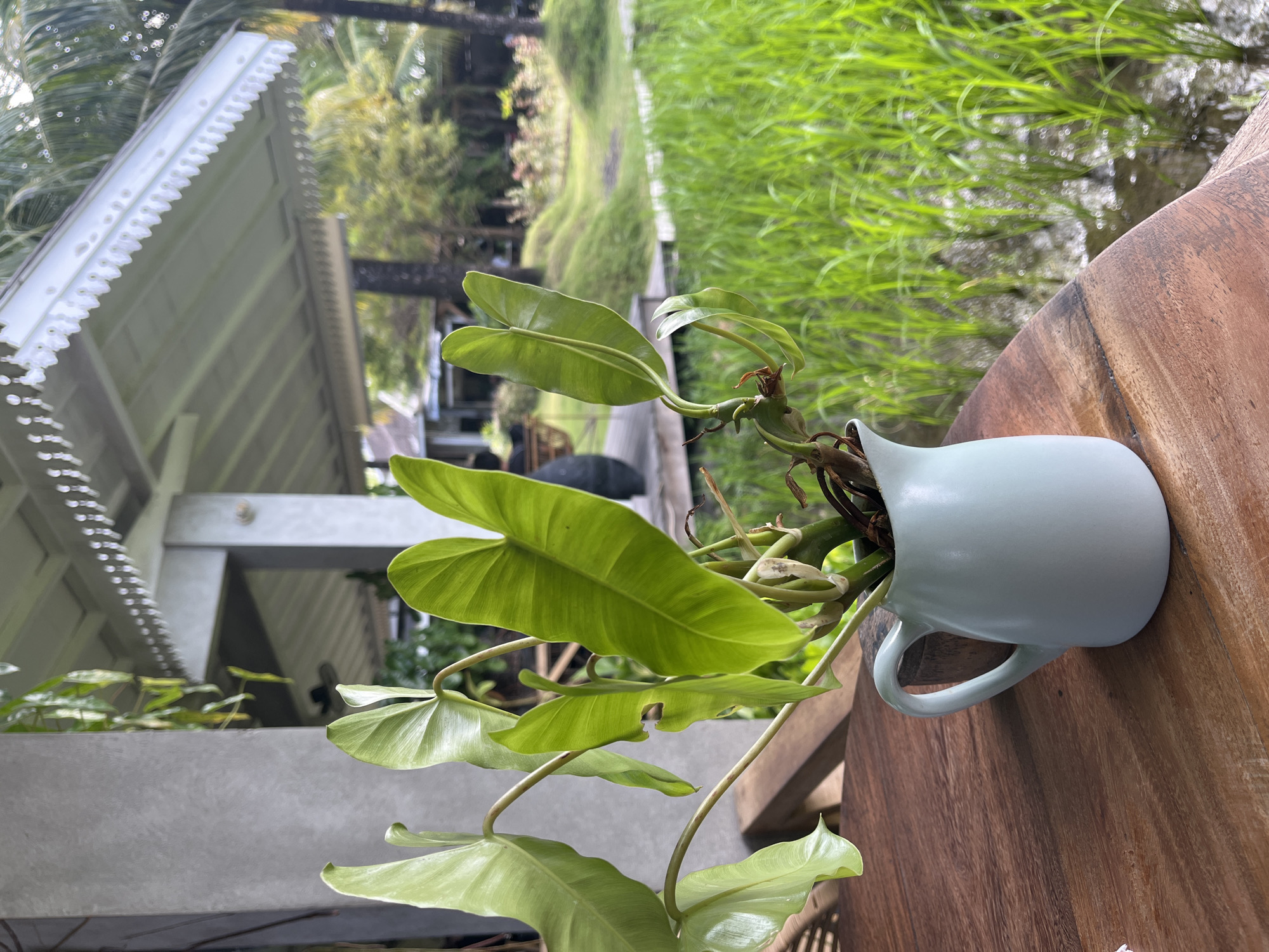 An indoor-outdoor scene captures a plant in a light blue pitcher on a wooden table. The plant has large, green, heart-shaped leaves and exposed roots. In the background, a white building with ornate eaves sits beside a lush green rice paddy. The location is North Kuta, Indonesia. There are no people visible in the image.