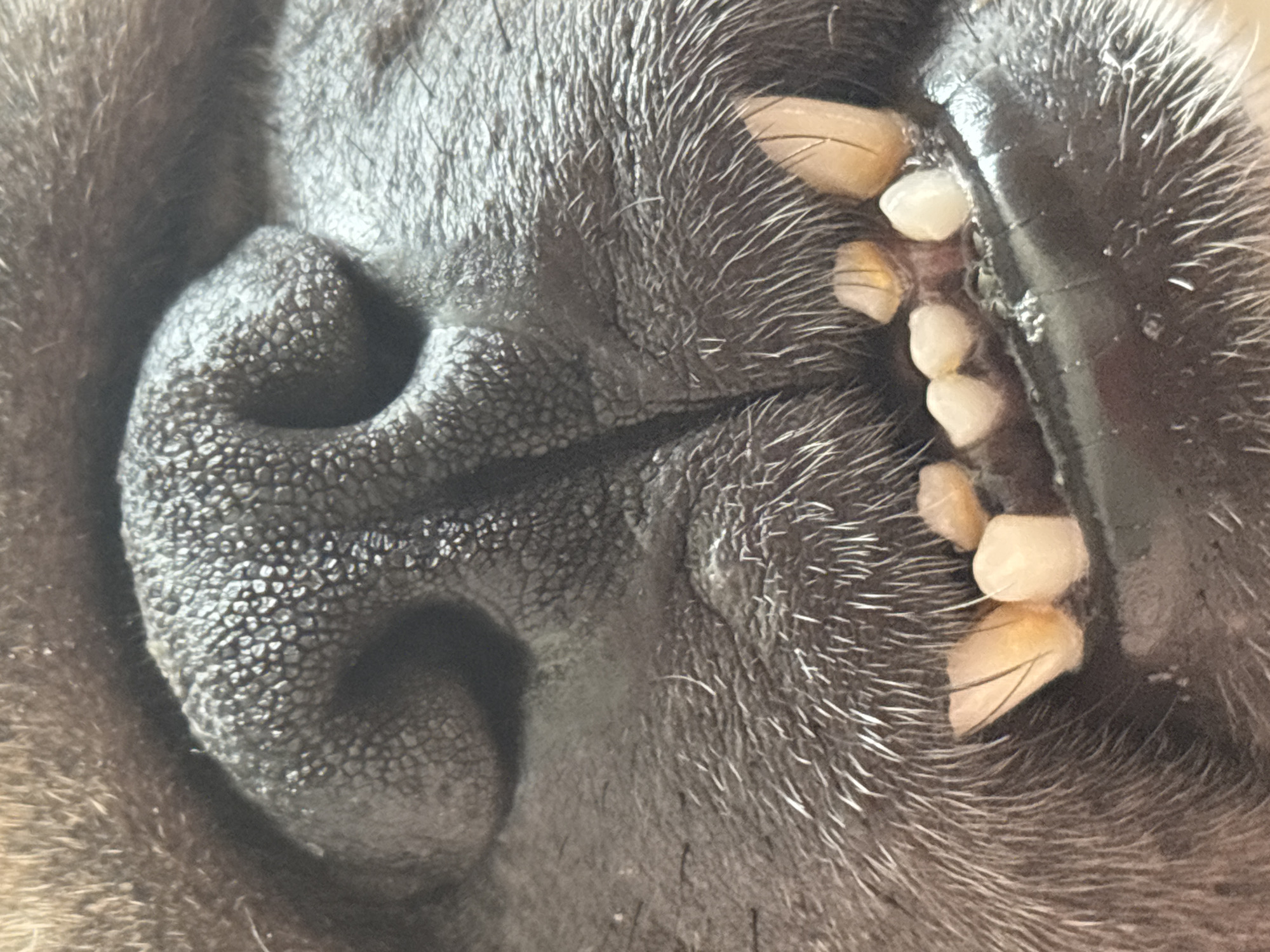 A close-up shot focuses on the muzzle and teeth of a dog. The dog's dark, textured nose dominates the upper portion of the frame. Below the nose, a row of small, yellowish-white teeth is visible against the dark gums and surrounding fur. The fur around the muzzle is dark and appears coarse, with some lighter-colored whiskers. The image does not depict any specific location in Sochi, Russia, as it is a close-up of an animal.