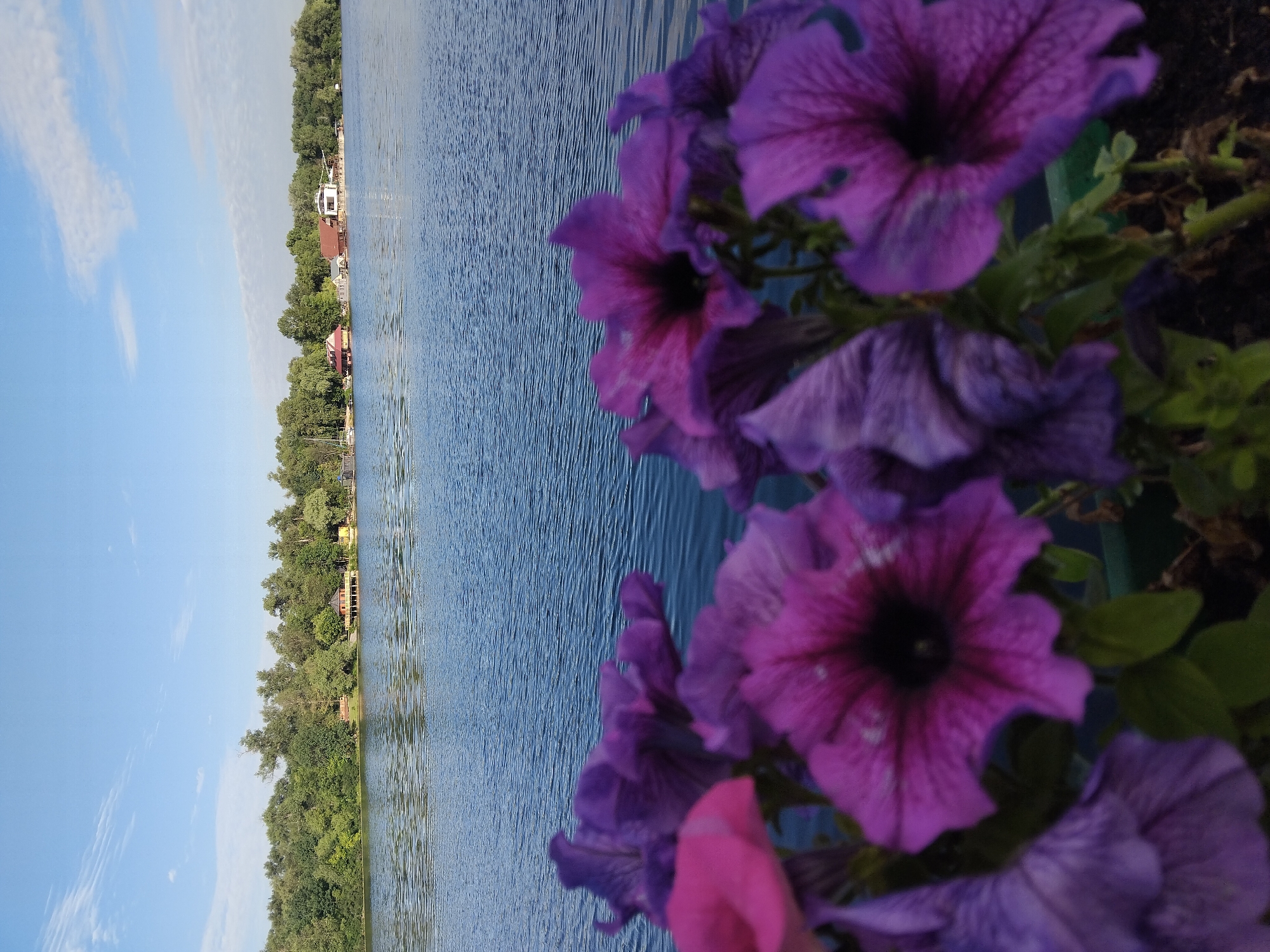 The image depicts a serene waterfront scene with purple petunias in the foreground, framing a wide, calm river. Across the river, a lush, tree-lined bank is dotted with buildings, including what appear to be boathouses or waterfront residences with red roofs. The sky above is a pale blue with scattered white clouds. The overall atmosphere is tranquil and suggests a warm, sunny day. Based on the architectural style of the waterfront buildings and the presence of dense, mature trees, this scene is likely located on the Dnipro River in Kyiv, Ukraine, potentially in an area with private residences or recreational facilities along the riverbanks.