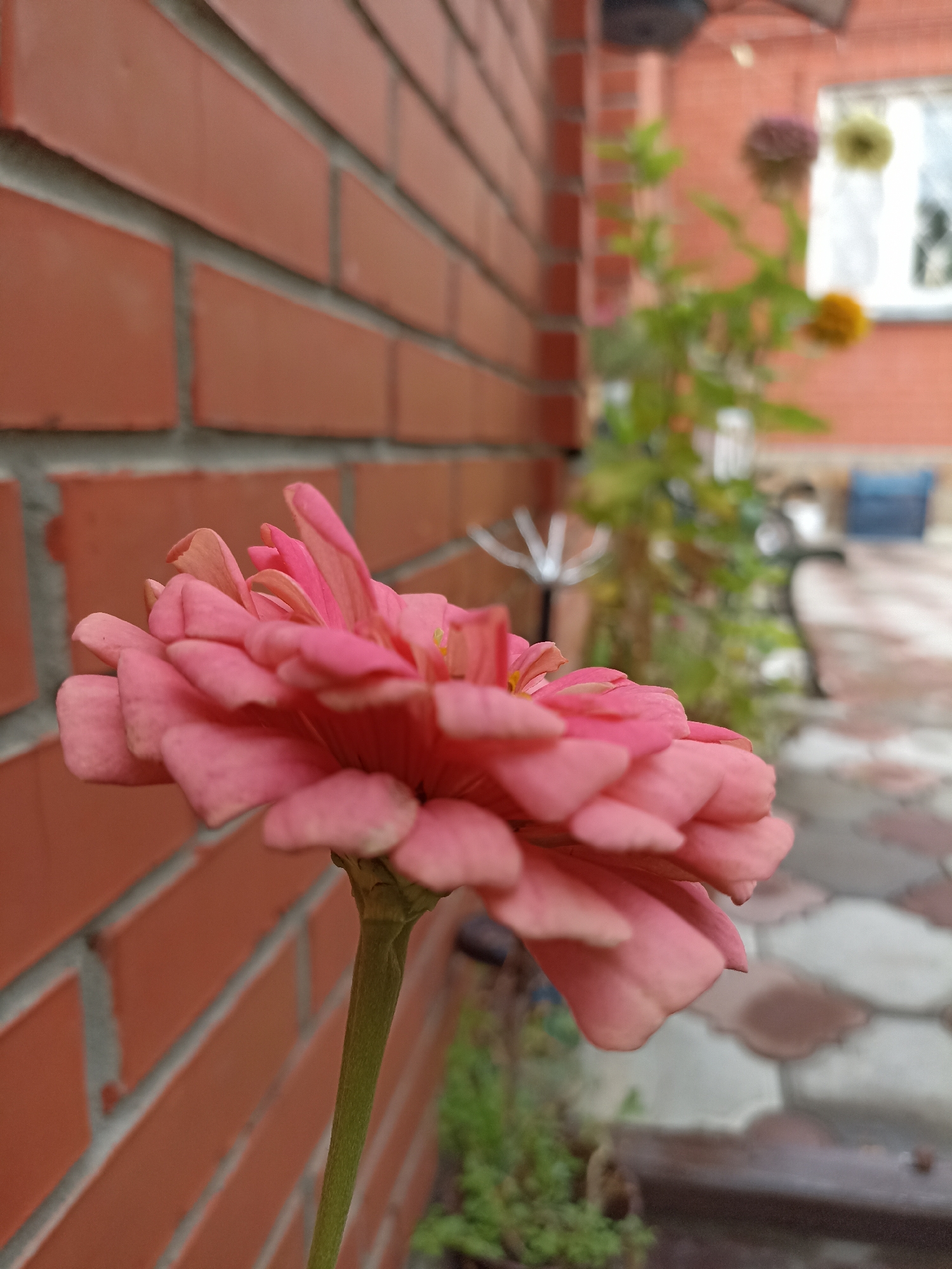 The image captures a close-up view of a pink zinnia flower, positioned on the left side of the frame, with its petals unfurling towards the right. The flower is in sharp focus, showcasing its delicate texture and layered structure. Behind the flower, a wall constructed of reddish-brown bricks extends diagonally across the background, creating a textured backdrop. To the right of the flower, out of focus, a garden area is visible. This area includes greenery, other flowers in muted colors (a purplish one and a yellow one can be discerned), and a paved pathway with irregularly shaped stones. Further in the background, a portion of a building with a window is faintly visible. The overall environment suggests an outdoor setting, likely a garden or a yard adjacent to a brick structure. The image does not contain any people, and no specific actions or interactions are depicted. The lighting appears to be natural, possibly overcast or diffused, contributing to the soft tones of the scene. The specific location within the city of Mochische, Russia, cannot be determined from the visual information provided in the image.