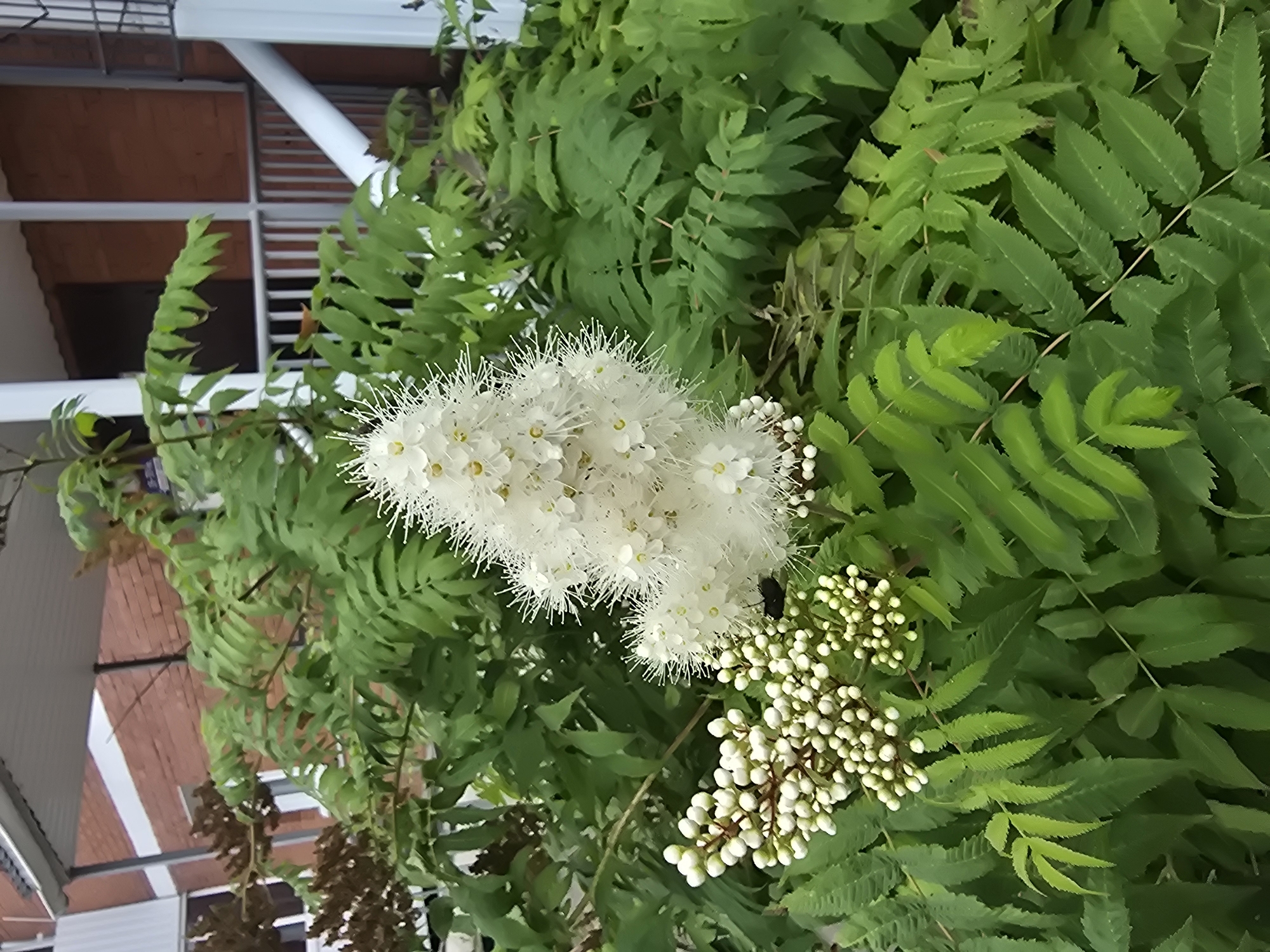 A close-up, eye-level shot captures a cluster of white flowers and green foliage against a blurred background of a building. The flowers are arranged in cone-shaped plumes, with tiny white petals and prominent white stamens that give them a fuzzy appearance. Among the white flowers, a dark insect is visible, possibly a bee or fly. To the left of the main floral cluster, there are smaller, round white buds, some of which are tightly packed together in clusters. The surrounding foliage is a vibrant green, with compound leaves that have serrated edges. The background is out of focus, showing architectural elements of a building, including reddish-brown brickwork, white railings, and a light-colored roof overhang. The overall impression is a natural scene juxtaposed with urban elements. Based on the style of the building and the general environment, the photograph appears to have been taken in a residential area of Ulan-Ude, Russia.