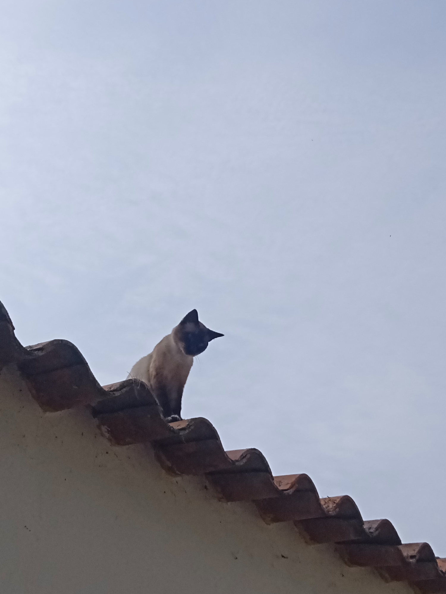 A Siamese cat perches on a curved terracotta roof in Montalbán, Venezuela. The sky is overcast and a small insect is visible in the sky near the center of the frame.