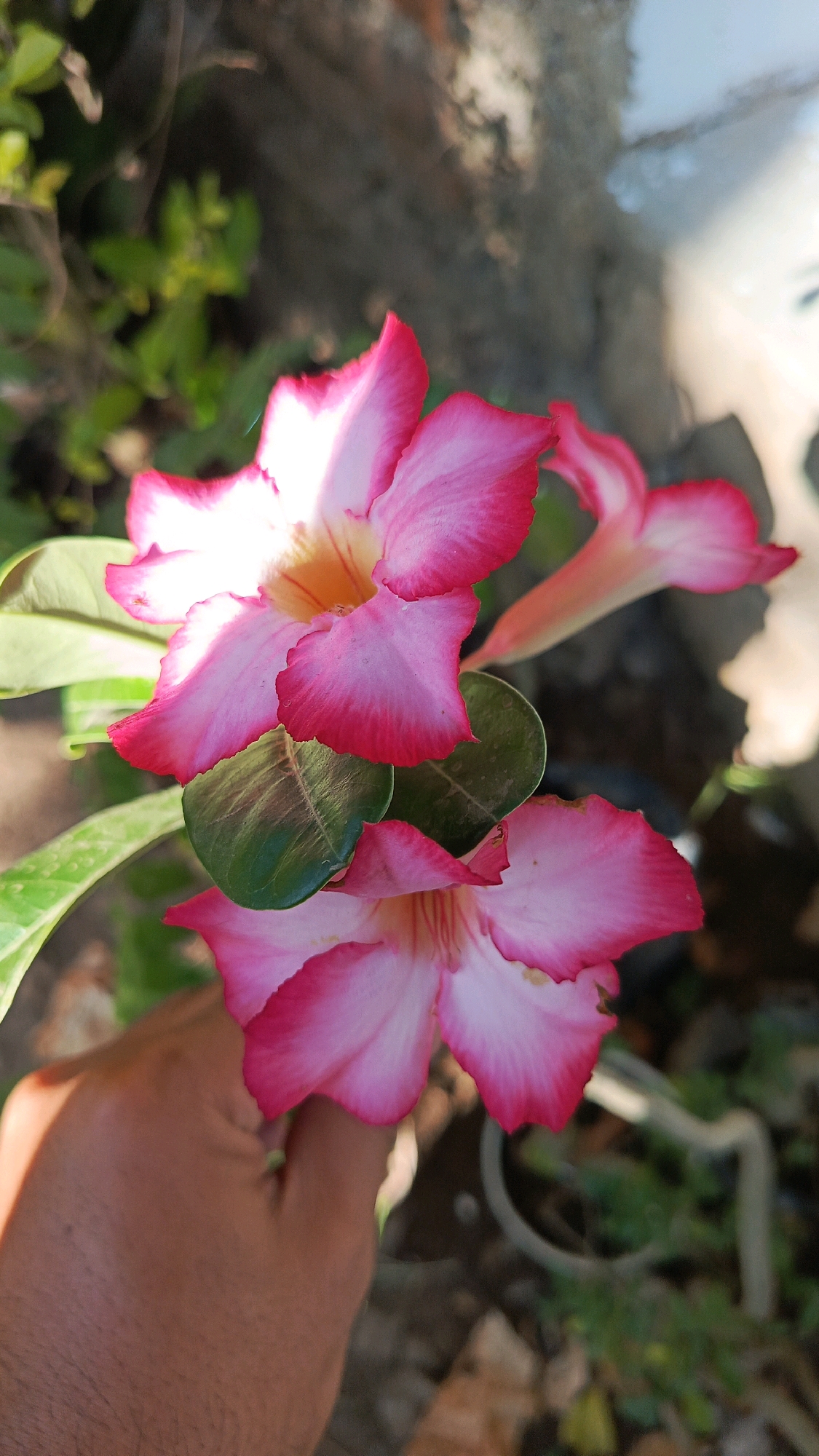In Bajang, Indonesia, a hand is gently holding a branch of pink desert rose flowers. The flowers have five petals each, with the edges transitioning from a deep pink to white towards the center. The petals have a slightly ruffled texture. Several green leaves are also visible on the branch, some of which are partially obscuring the flowers. The background is a blur of green foliage and a textured, light-colored surface, possibly a wall or concrete structure. The lighting suggests an outdoor setting, with sunlight casting shadows.