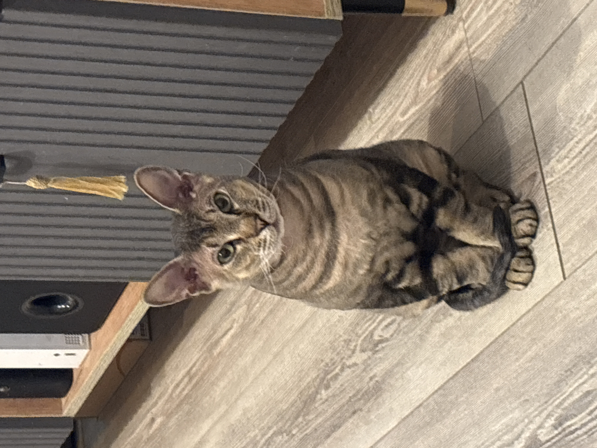 A tabby cat sits on a wooden floor, facing the camera. The cat has green eyes and dark stripes on its fur. The background consists of a shelf with various objects, including a speaker and a white box, and a ribbed gray wall with a yellow tassel hanging from it. The overall lighting suggests an indoor environment. The provided image does not contain any elements that would allow for determining its location in the city of Natukhayevskaya, Russia.