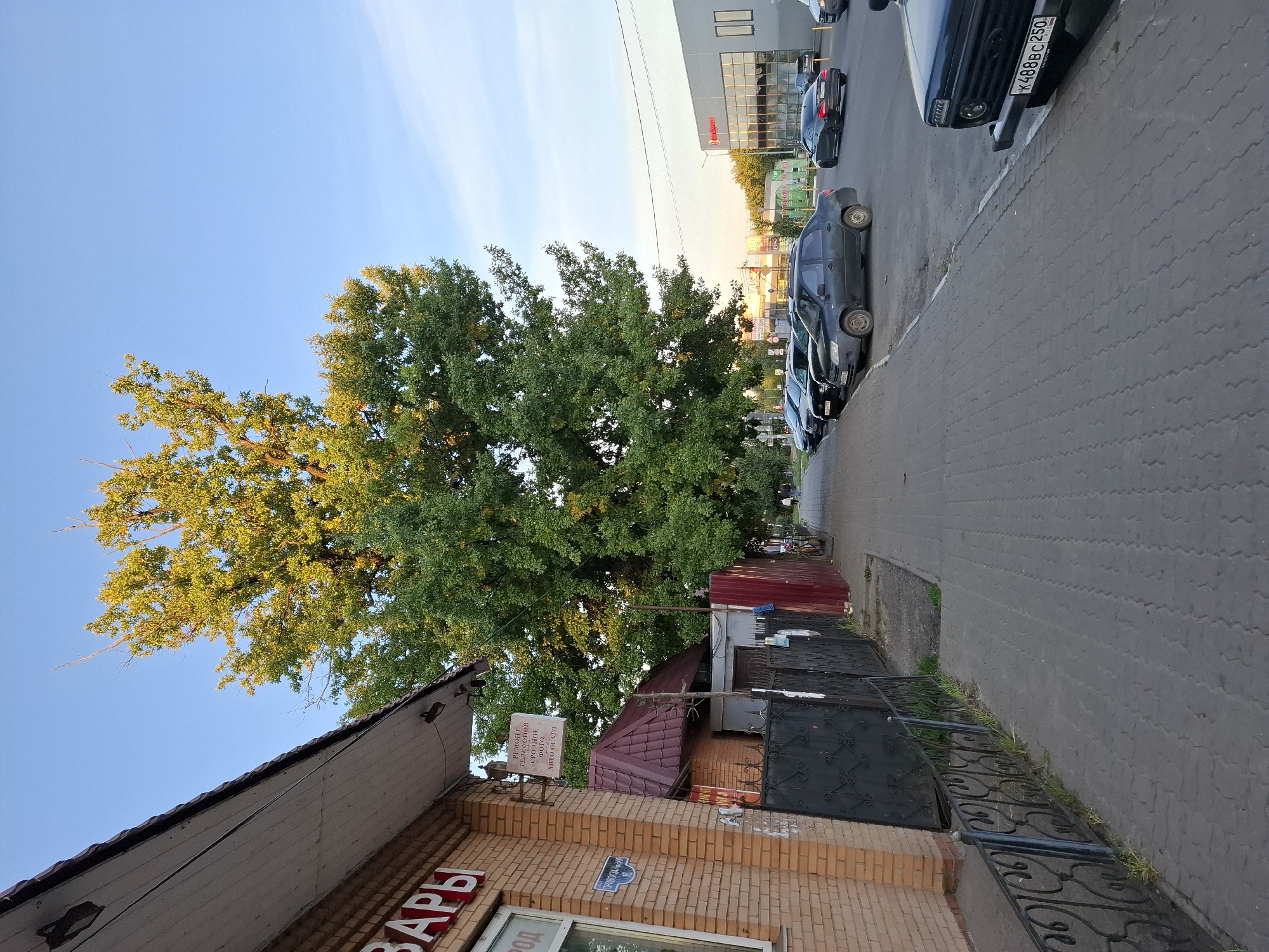 The image shows a street scene in a city. On the left, there is a brick building with a sign that reads "ТОВАРЫ" (Goods). Adjacent to it is a smaller building with a red roof and a fence. A large, leafy tree stands prominently in the center of the image, casting shadows on the sidewalk. Several cars are parked along the sidewalk and on the street. In the background, there is a modern building with large windows and a sign that appears to be a business. The sky is clear and blue, indicating it is daytime. A few people are visible walking on the sidewalk in the distance. The overall scene depicts a typical urban environment with a mix of older and newer structures, vegetation, and vehicular traffic.
