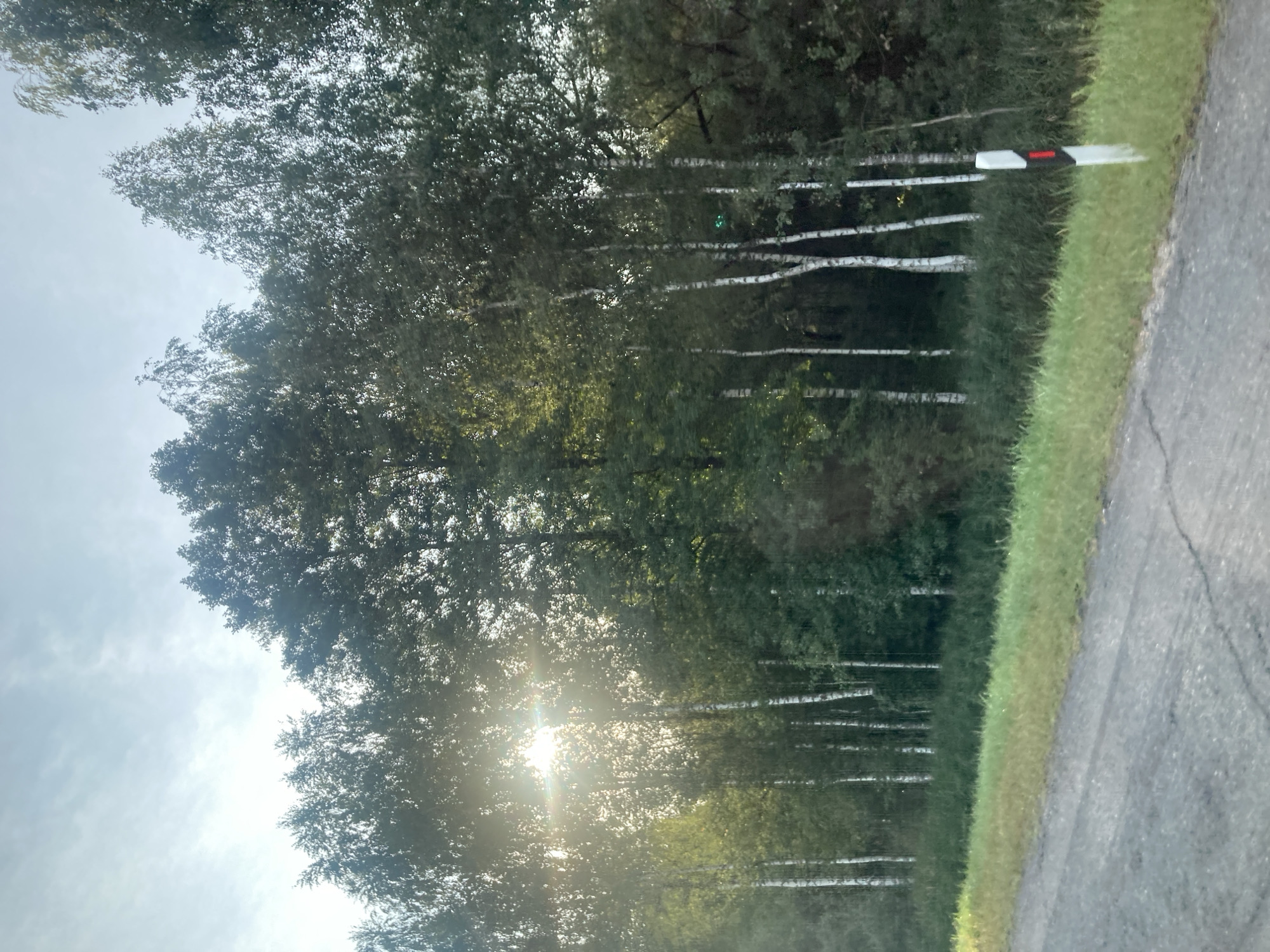 The image captures a sunlit roadside scene featuring a dense forest of birch and other trees. The sun is positioned high in the sky, with its rays piercing through the canopy, creating lens flare effects. A paved road, showing signs of wear and tear with cracks, occupies the foreground, extending from the bottom left corner towards the right. To the right of the road, a grassy verge transitions into the treeline. A white road marker with a red reflector is visible on the right edge of the verge. The trees, mostly deciduous with their distinctive white bark, are the dominant feature of the environment, forming a thick wall of green foliage against the bright sky. The setting appears to be rural, likely along a road in the Стайкаўскі сельскі Савет, Belarus.