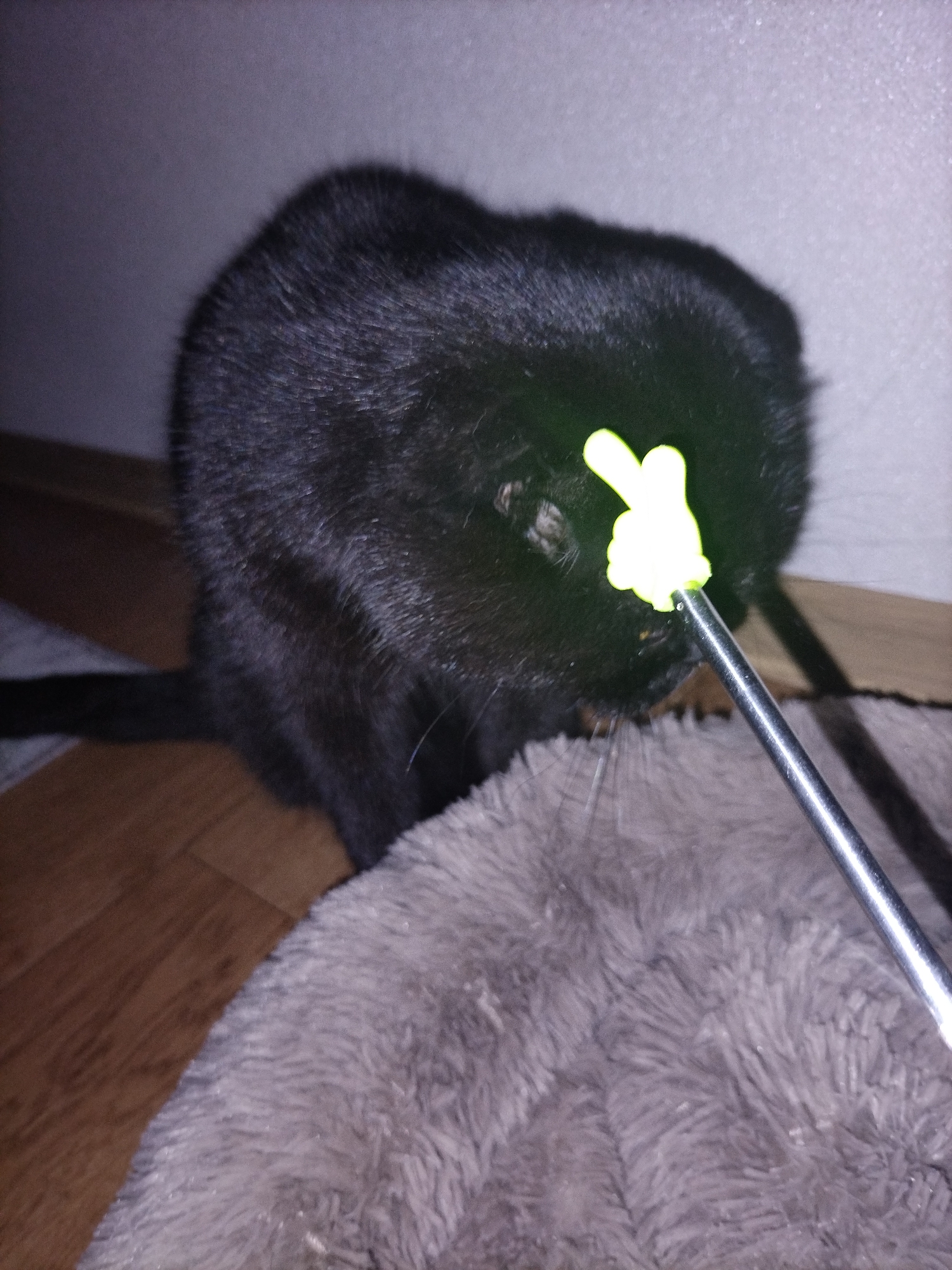 A black cat is captured in a close-up shot, its fur a dark silhouette against a blurred, dimly lit background. The cat is partially turned away from the camera, its gaze fixed on a bright yellow, cartoon-like hand pointer attached to a silver rod. The pointer is positioned close to the cat's face, reflecting a bright green light onto its fur, suggesting it's a light source or interactive toy. The cat appears alert and engaged, its ears pointed forward. In the foreground, a fuzzy, gray textured surface, possibly a pet bed or blanket, fills the lower part of the frame. The floor visible behind the cat appears to be made of wood planks. The overall mood is one of playful interaction between the cat and the toy, illuminated by the bright pointer. The lighting suggests an indoor setting, likely at night or in a dimly lit room. No text is visible in the image.
