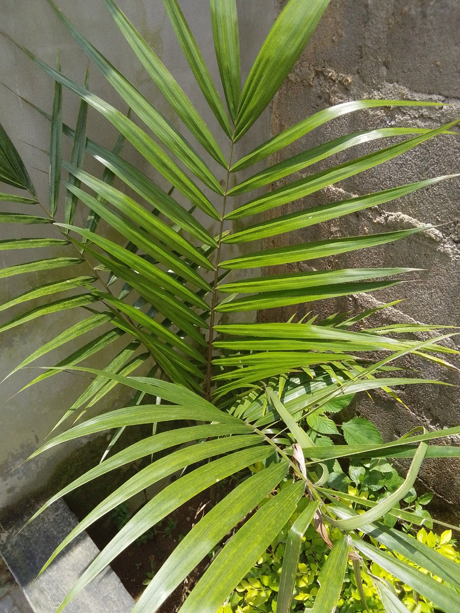 The image shows a close-up of palm fronds against a rough, textured wall. The fronds are bright green and appear to be healthy, with long, slender leaves. The wall is a light grey color and shows signs of weathering. In the lower right corner of the image, some smaller green plants are visible. The lighting suggests it is daytime, with sunlight casting shadows. The scene is outdoors, likely in a garden or courtyard. There is no indication of human presence or activity. The overall impression is one of natural growth and the texture of the wall.