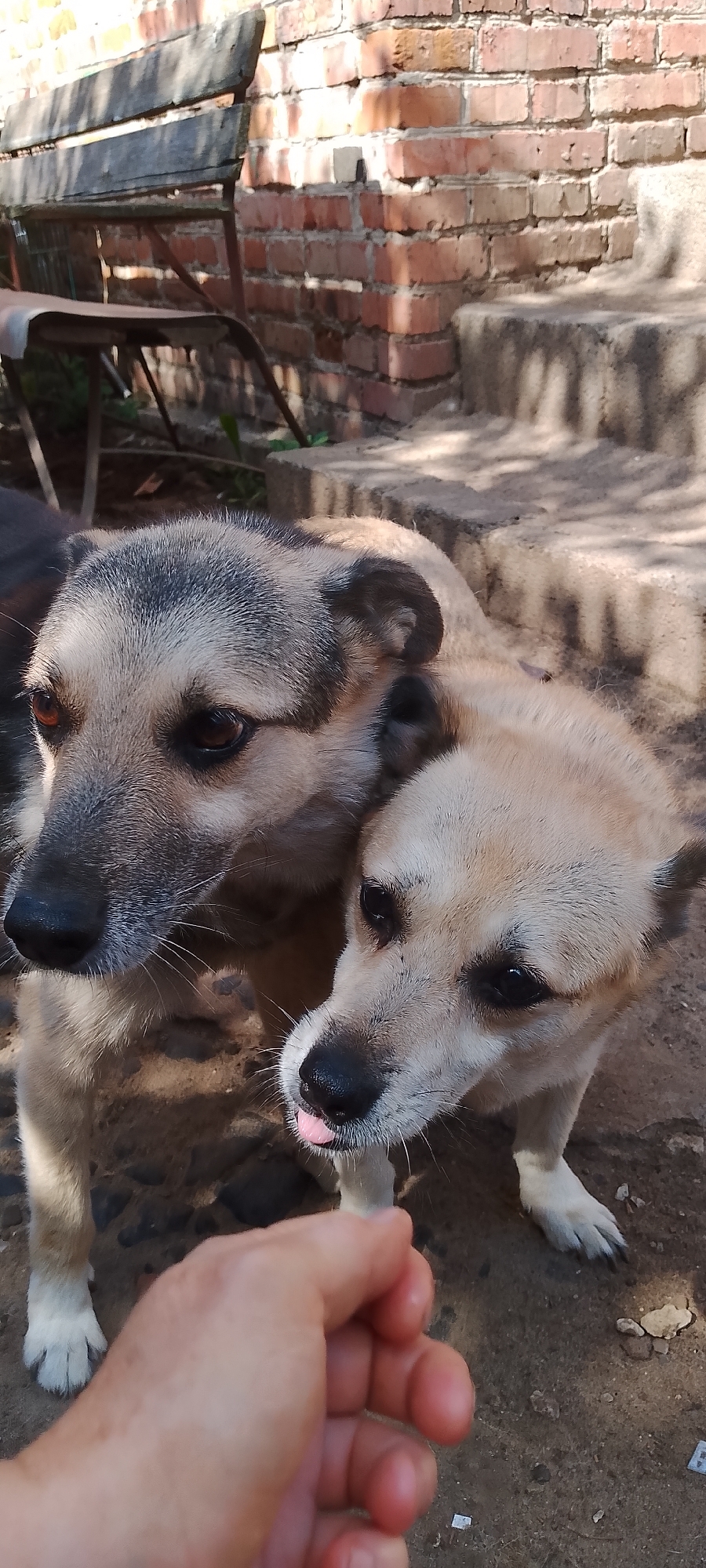 The image depicts two dogs in an outdoor setting, possibly a yard or alley, with a brick wall and concrete steps in the background. A human hand is visible in the foreground, reaching towards the dogs. The larger dog, on the left, has tan and dark brown fur, with prominent ears and dark eyes. The smaller dog, on the right, also has tan fur and is sticking its tongue out, appearing to interact with the hand. The environment suggests a somewhat rustic or unkempt area, with sunlight casting shadows on the ground and the brick wall. There are no specific indicators pointing to the city of Belgorod, Russia.