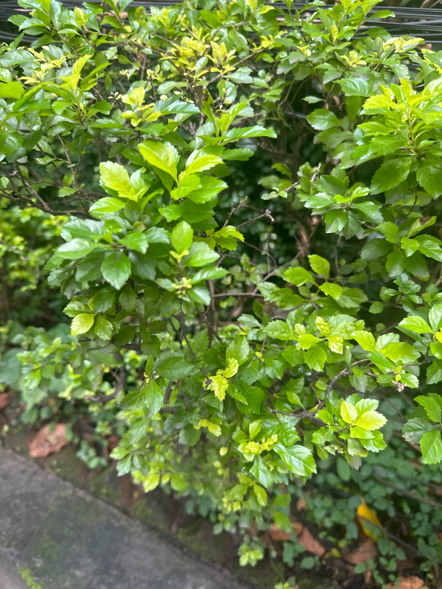 A dense, green shrub fills the frame, its leaves a vibrant mix of light and dark green, with some appearing almost yellow, indicating new growth. The foliage is lush and bushy, obscuring much of the plant's structure, though thin, dark branches are visible throughout. The lower left portion of the image shows a concrete surface, likely a sidewalk or pathway, with some fallen leaves and dirt. The background is a blur of darker green foliage, suggesting the shrub is part of a larger planting or garden. The scene is captured outdoors in what appears to be a typical urban environment in Lalitpur, Nepal, possibly a street-side planting or a small garden. There are no people or animals present in the image.