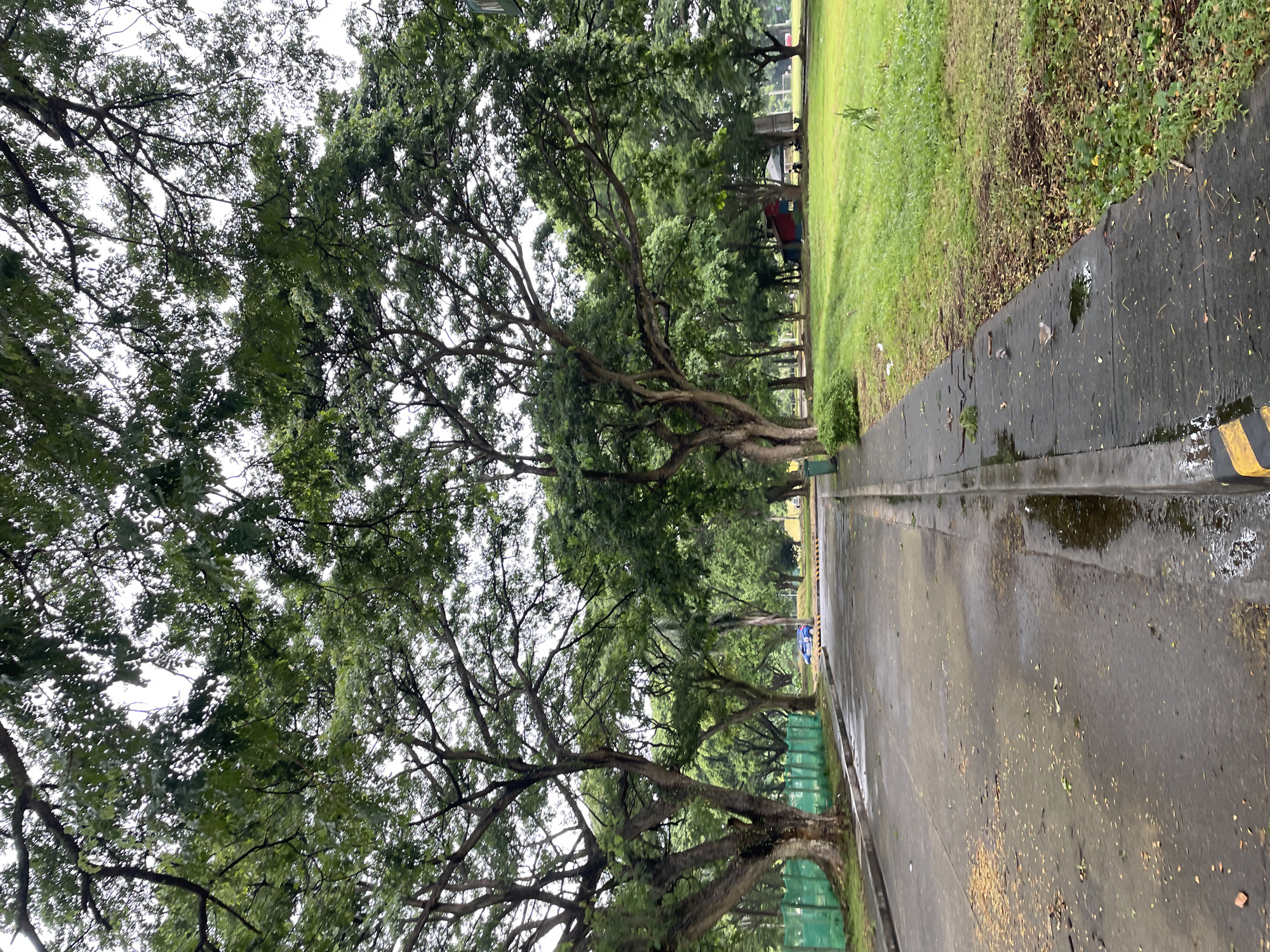 The image depicts a park-like setting with a road and sidewalk. Large, mature trees with dense foliage dominate the scene, their branches forming a canopy overhead. The road appears wet, suggesting recent rain, and is scattered with fallen leaves and debris. A blue car is visible in the distance on the road. To the right of the road is a grassy field with scattered trees. A red and blue structure, possibly a small building or shelter, can be seen in the middle ground on the right. A green trash bin is also present on the sidewalk. Two small birds are visible on the wet sidewalk in the foreground. The overall environment suggests an outdoor recreational area or a campus. The location is identified as the University of the Philippines Mindanao (UPMin) campus in Mintal, Tugbok District, Davao City, Philippines, a common spot for students and faculty to walk and relax.