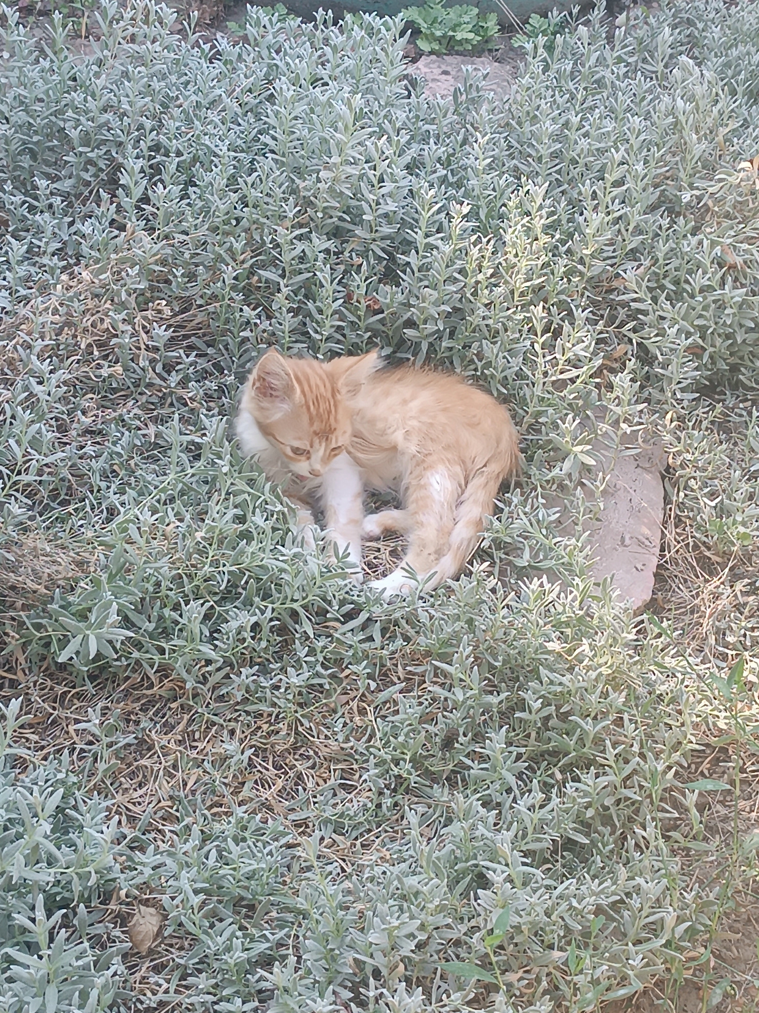 A ginger and white kitten is nestled amongst low-lying, silvery-green foliage. The kitten is curled up, facing left with its head down, appearing to be resting or grooming. Its fur is predominantly ginger with white markings on its chest and paws. The surrounding environment is characterized by dry, brown ground cover and a dense proliferation of small, leafy plants, indicative of an outdoor, natural setting. A rough, greyish-brown stone or piece of concrete is visible to the right of the kitten. The overall scene suggests a quiet moment of repose in a garden or wild patch of vegetation. The presence of specific landmarks or indications of its location in Vypasne, Ukraine, are not discernible from the image itself.
