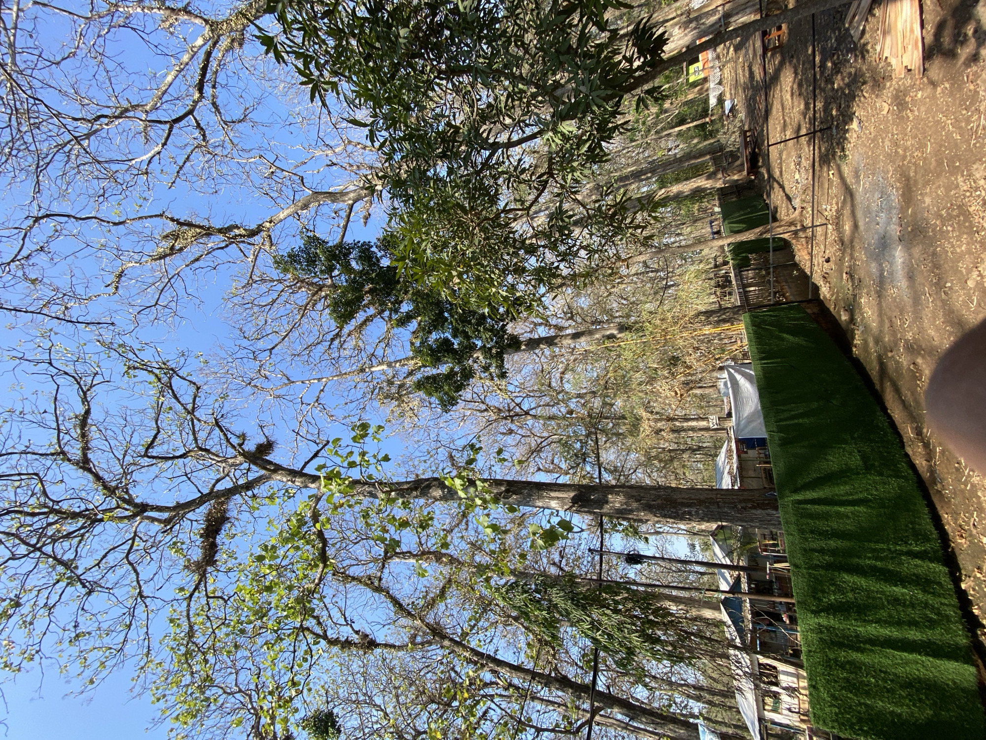 The image captures an outdoor scene with dense tree canopy overhead and a clear blue sky. In the foreground, a bright green, artificial turf wall runs horizontally across the frame, with a wooden fence visible behind it. Beyond the fence, a cluster of small structures resembling shops or stalls are present, with visible roofs and awnings. A dirt path or ground leads away from the structures, with fallen leaves scattered on the ground. Several trees, some bare and others with sparse foliage, dominate the midground and background. The overall impression is of a rural or semi-developed area, possibly a market or recreational spot, with a natural backdrop. The location is specified as Ketileng, Indonesia.