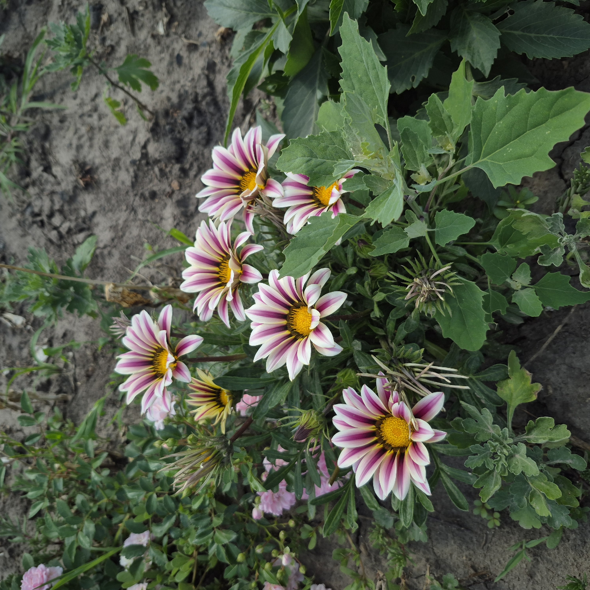 In Bila Tserkva, Ukraine, a cluster of Gazania flowers with pink and white striped petals and yellow centers are in bloom. The flowers are surrounded by green foliage and set against a backdrop of dark soil. Some of the flowers are fully open, while others are buds. In the background, small pink roses are visible. The scene is outdoors, likely in a garden or park.